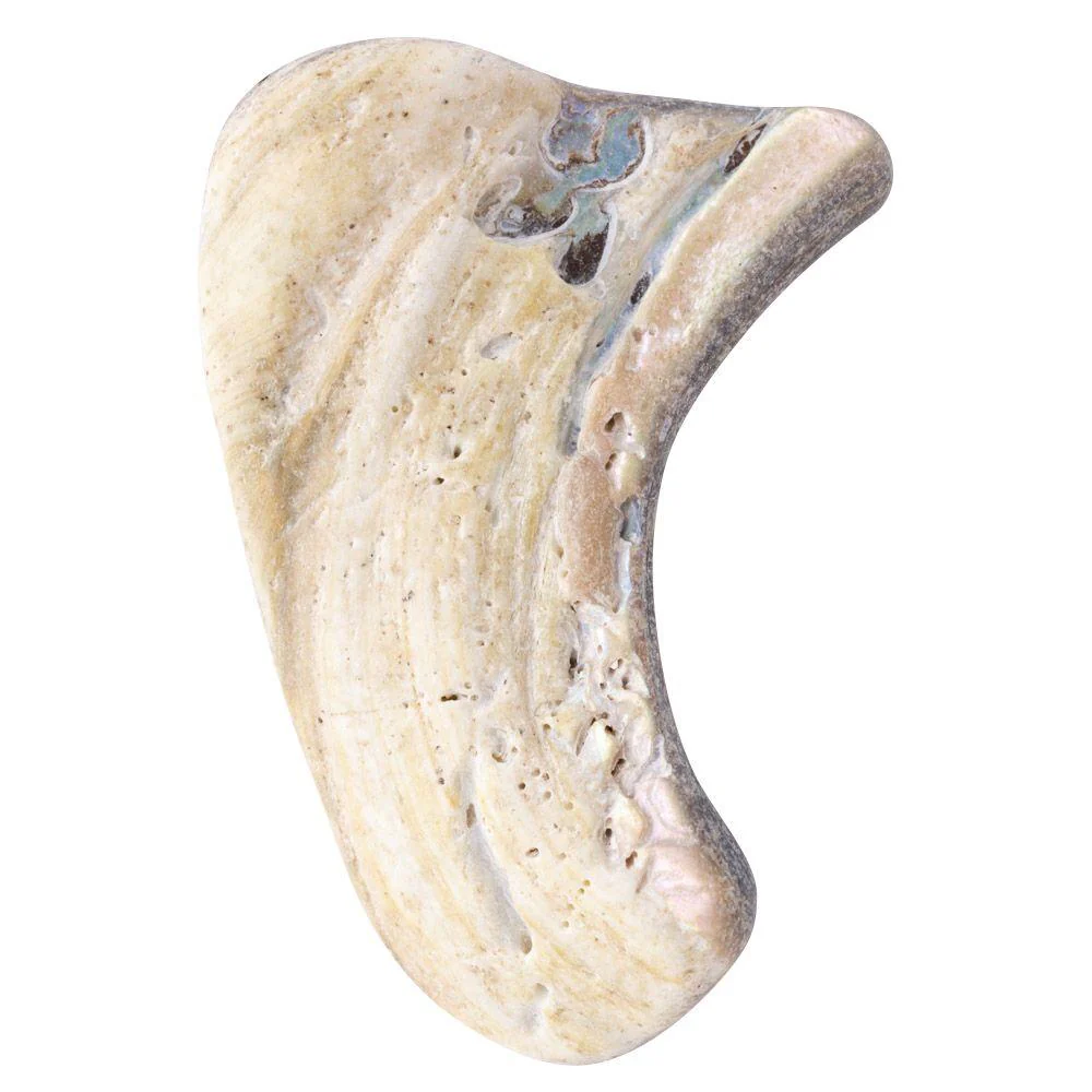 Abalone Shell Tumbled, Unsized, (sold singly) - Image 11