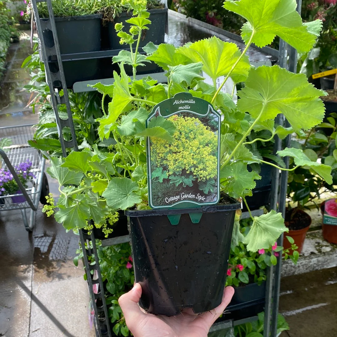 Alchemilla mollis 2L - Image 3