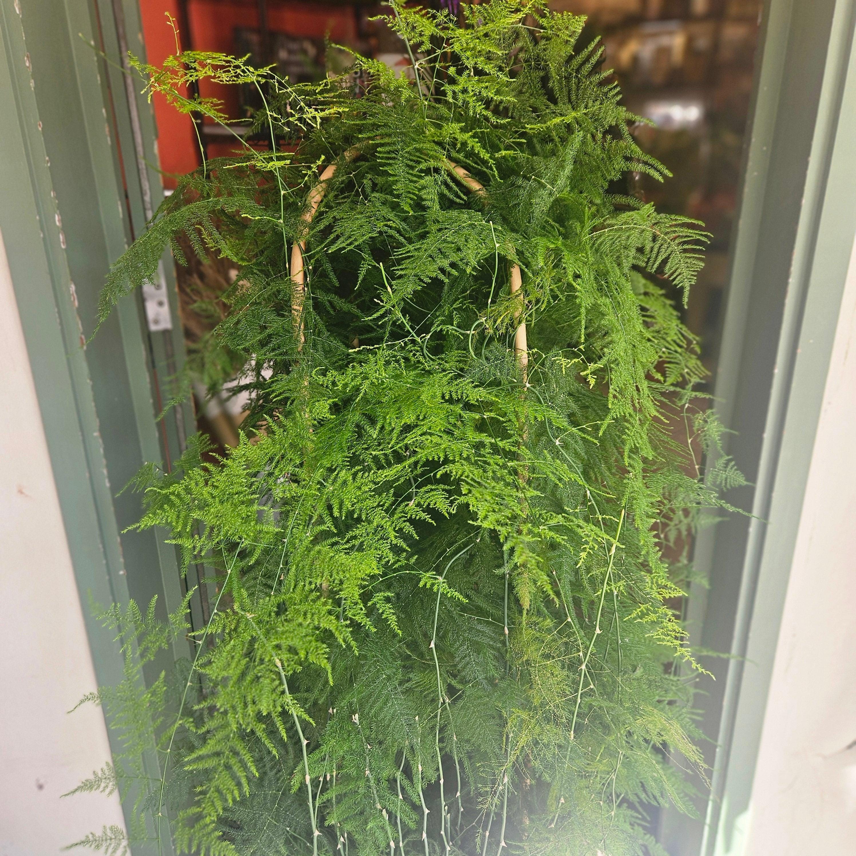 Asparagus setaceus (Asparagus fern) - Image 10