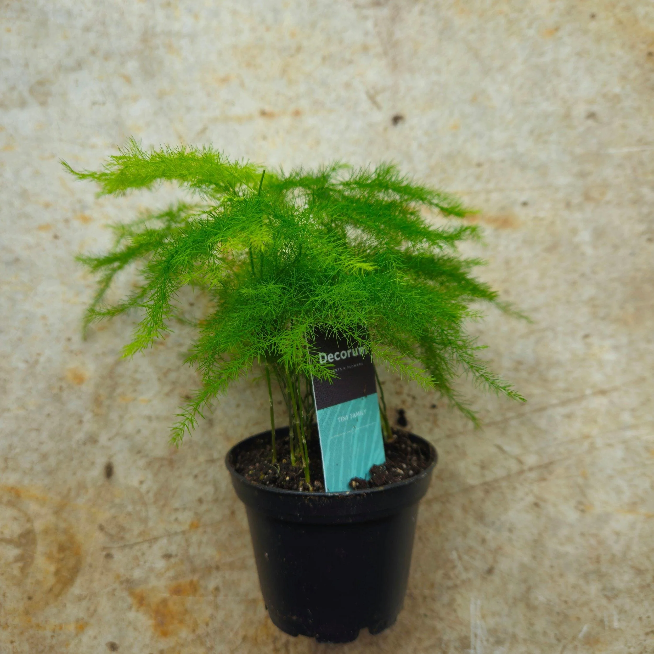 Asparagus setaceus (Asparagus fern) - Image 6