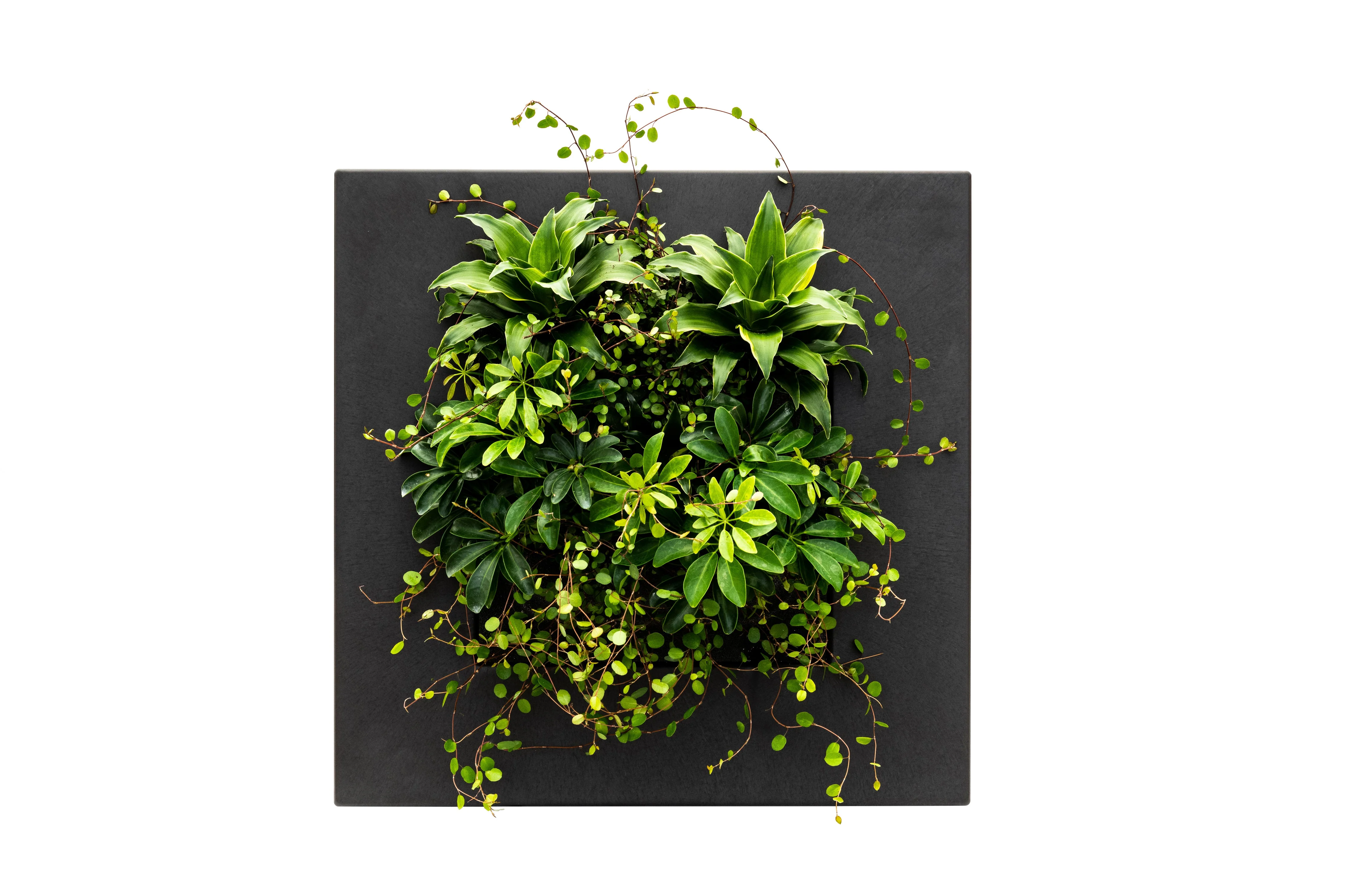 Bamboo Living Wall Picture Frame - Black - Image 6