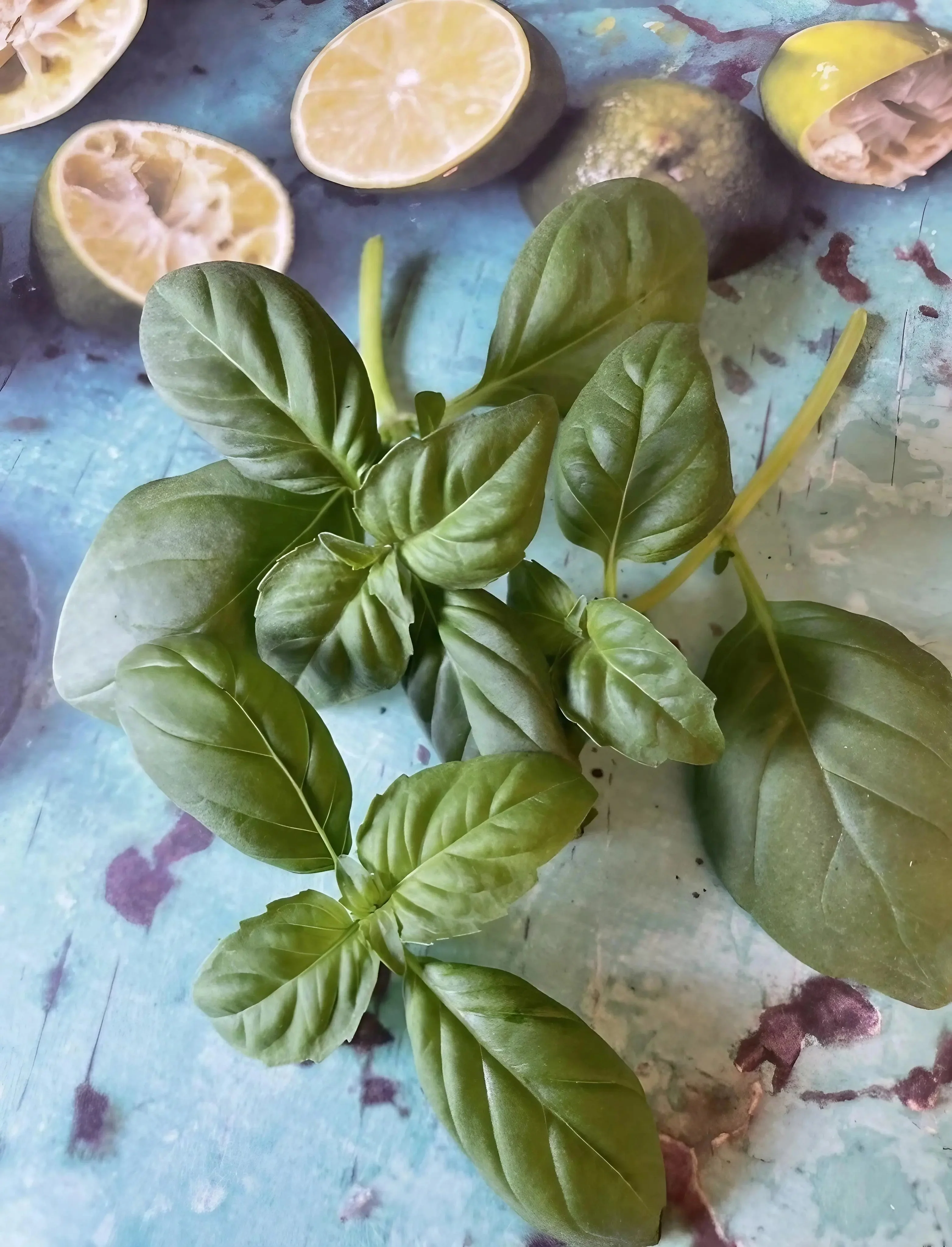 Basil Thai Large Leaf - Image 2