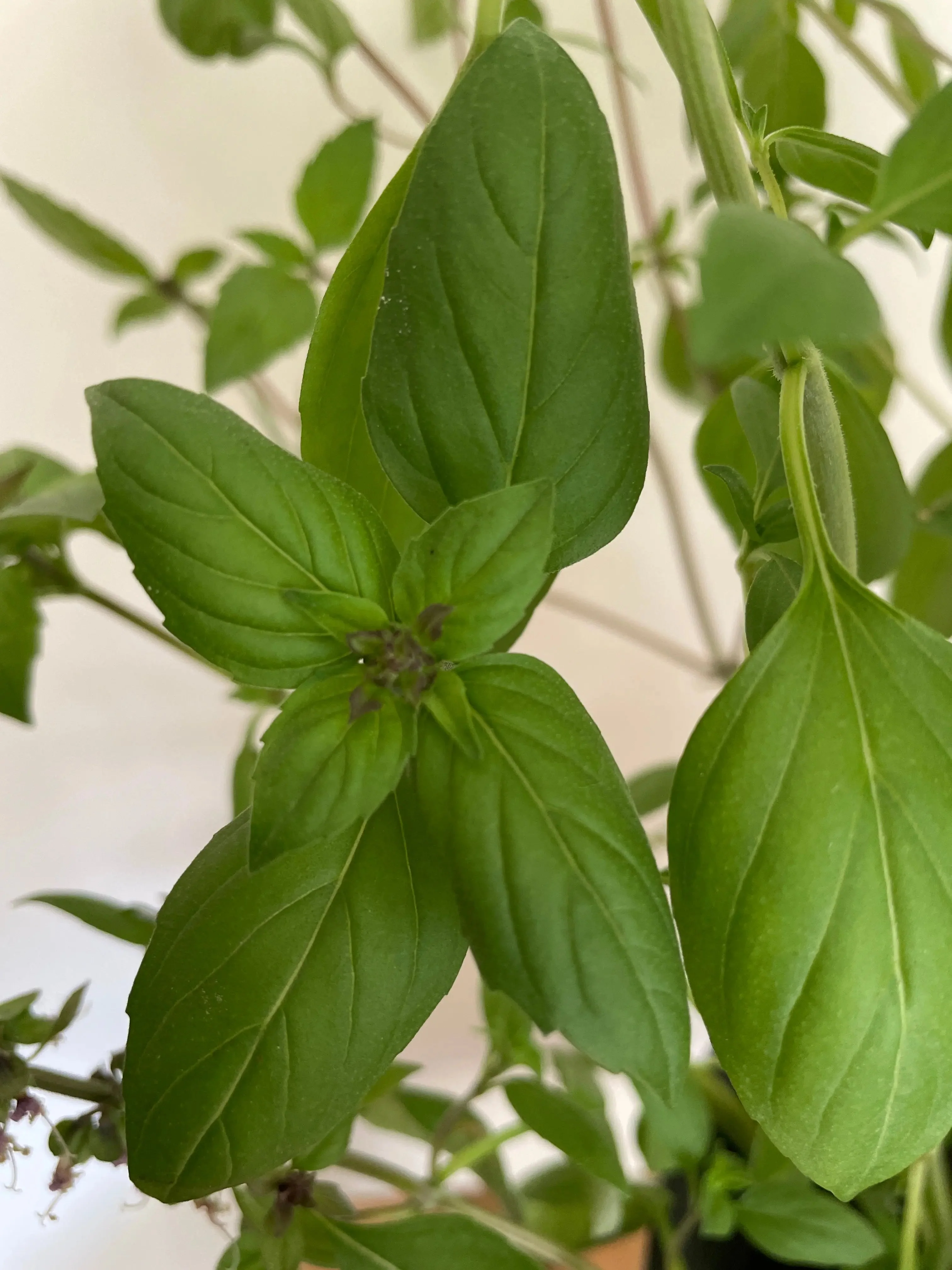 Basil Thai Large Leaf - Image 6