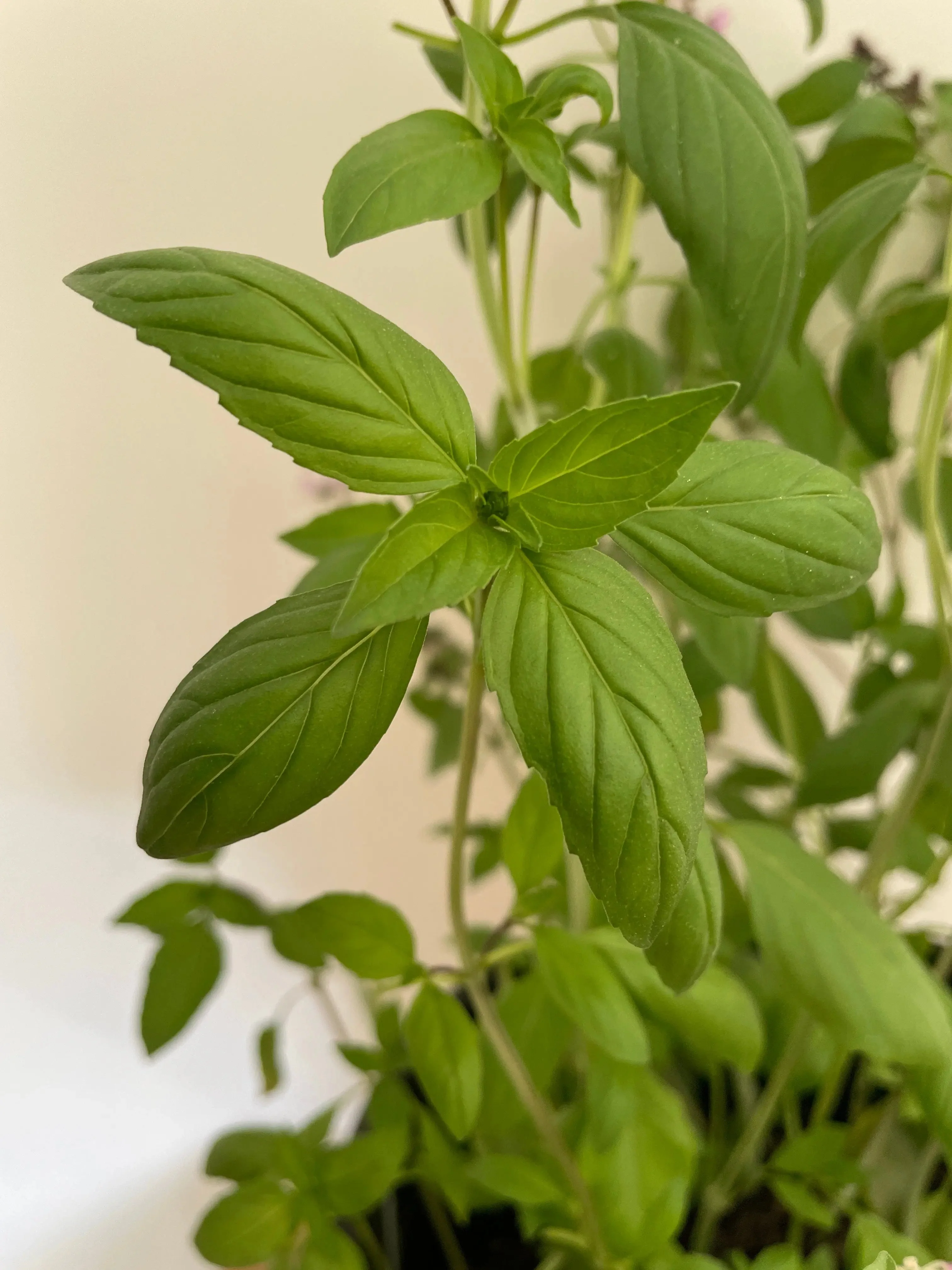 Basil Thai Large Leaf - Image 8