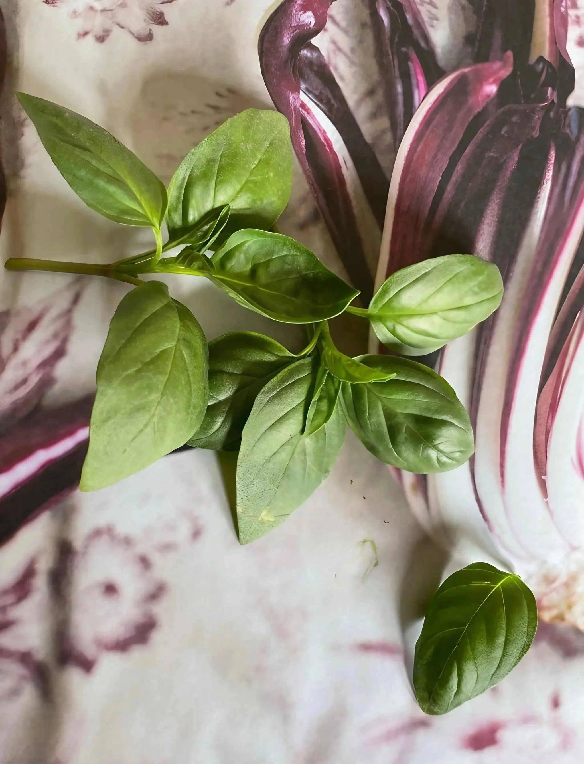 Basil Thai Siam Queen - Image 2