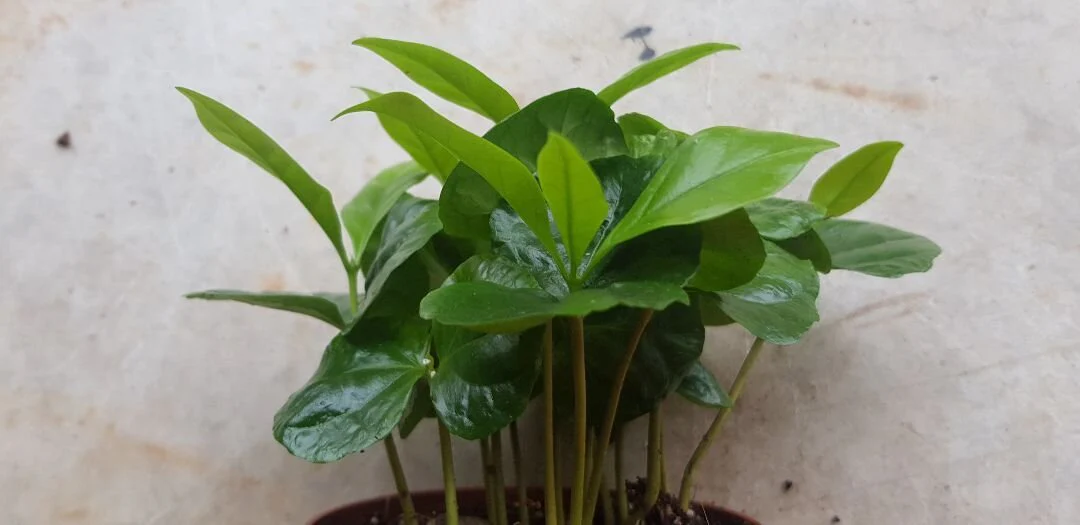 Bi-monthly plant subscription