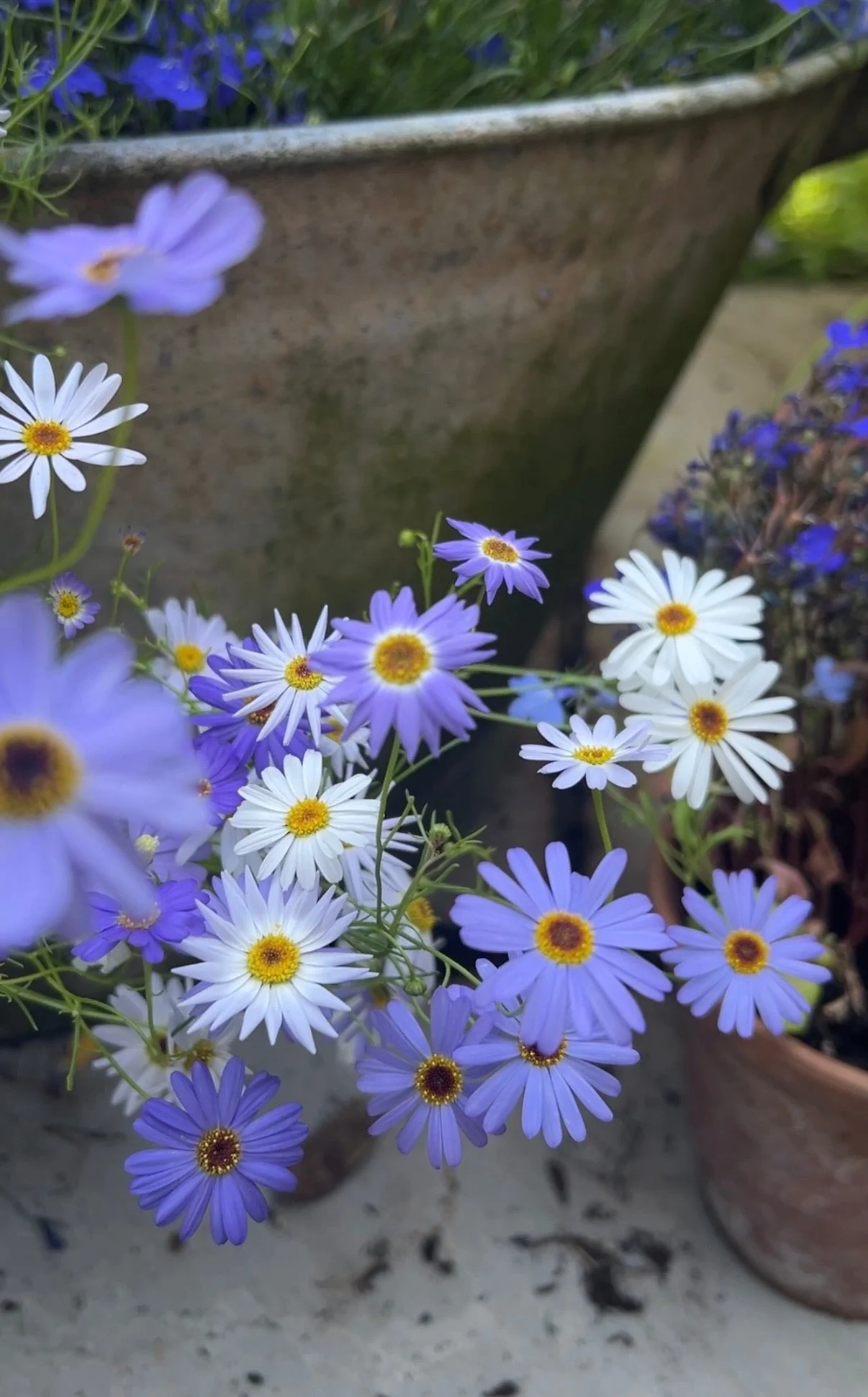 Brachycome Mix (Swan River Daisies) - Image 2
