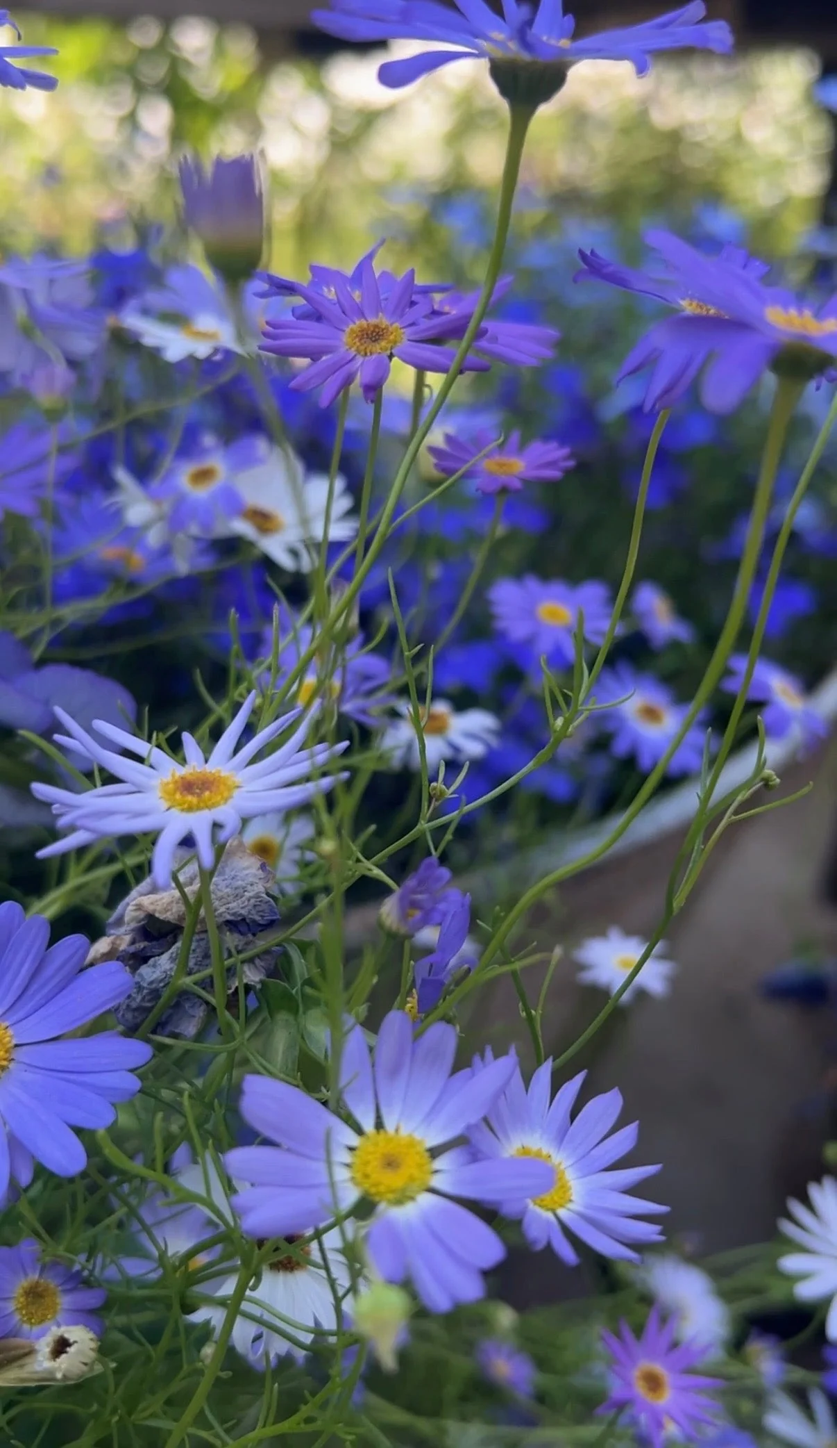 Brachycome Mix (Swan River Daisies) - Image 6