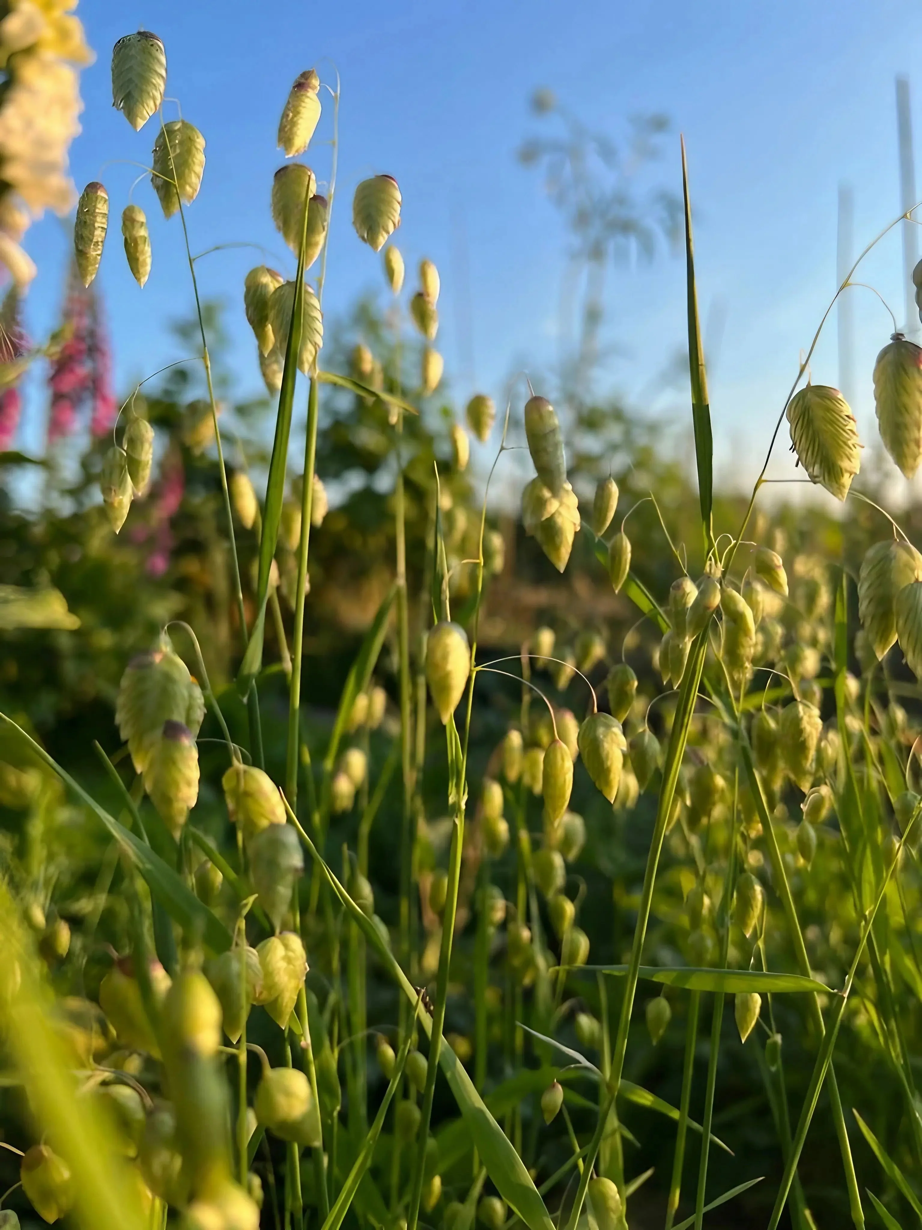 Briza Maxima - Quaking Grass - Image 2