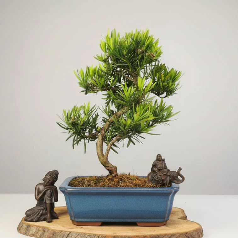 Buddhist Pine (Podocarpus Micro) Bonsai Tree | Shaped | In 25cm Pot - Image 127