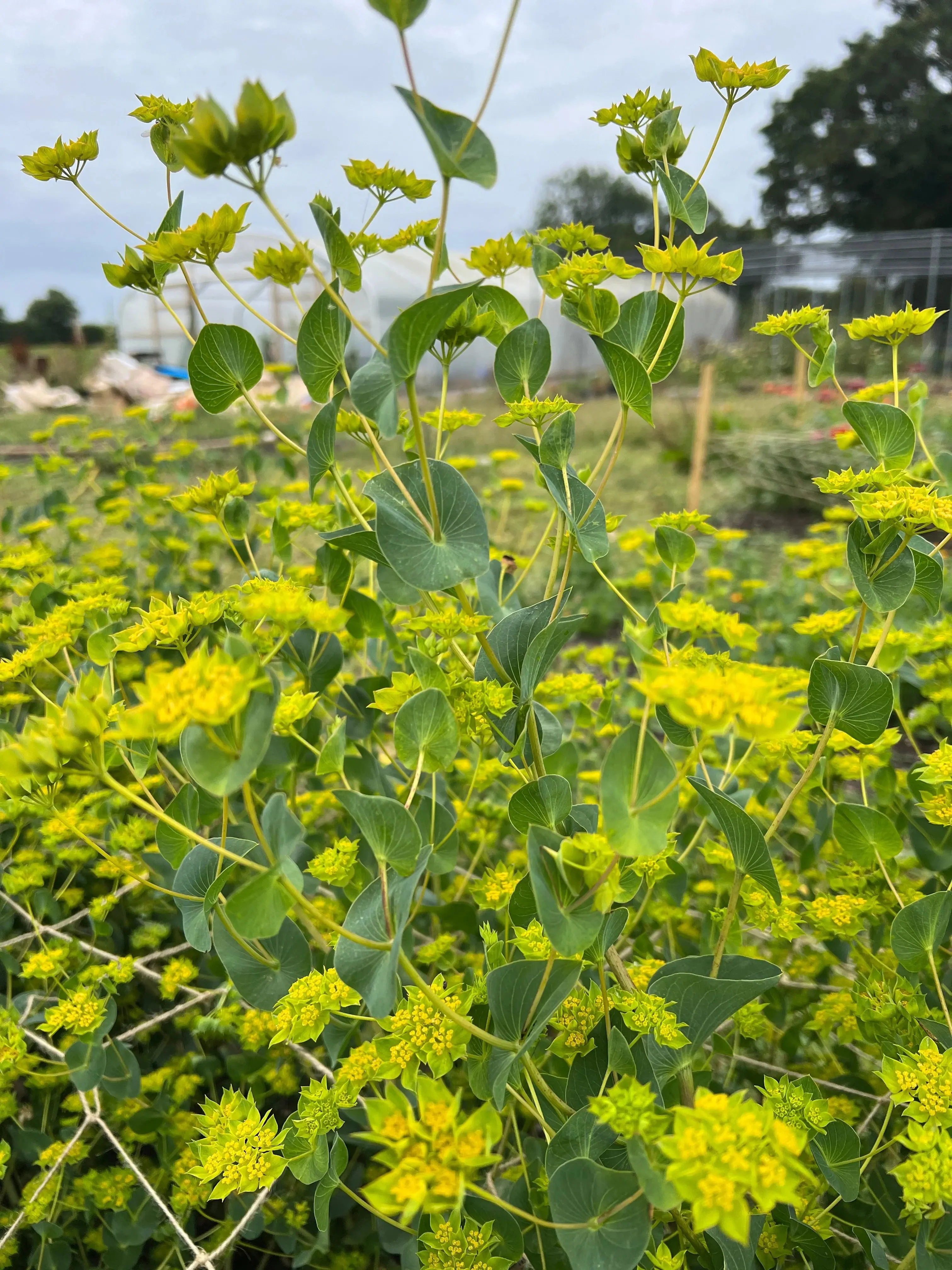 Bupleurum Griffithii - Image 3