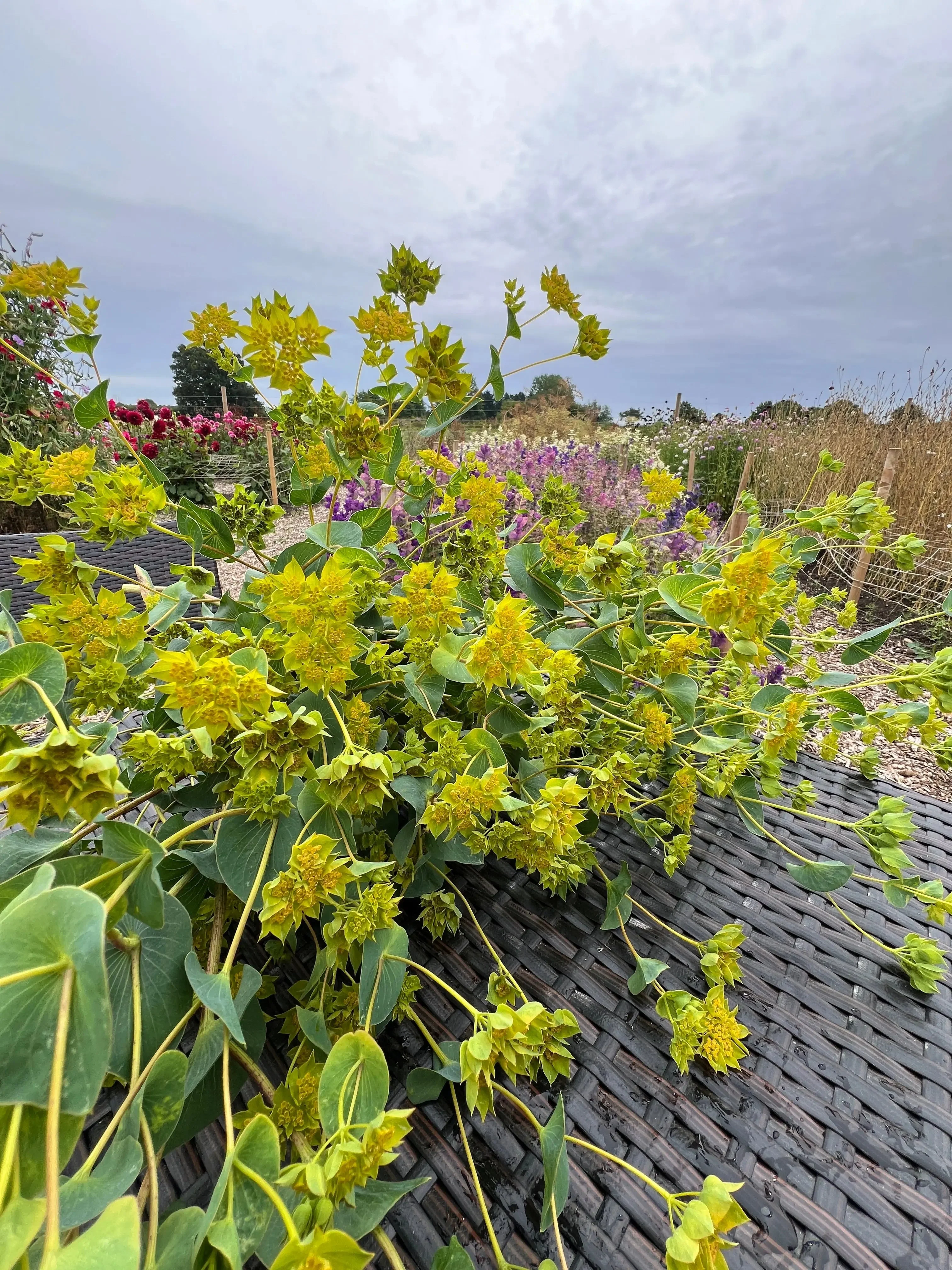 Bupleurum Griffithii - Image 4