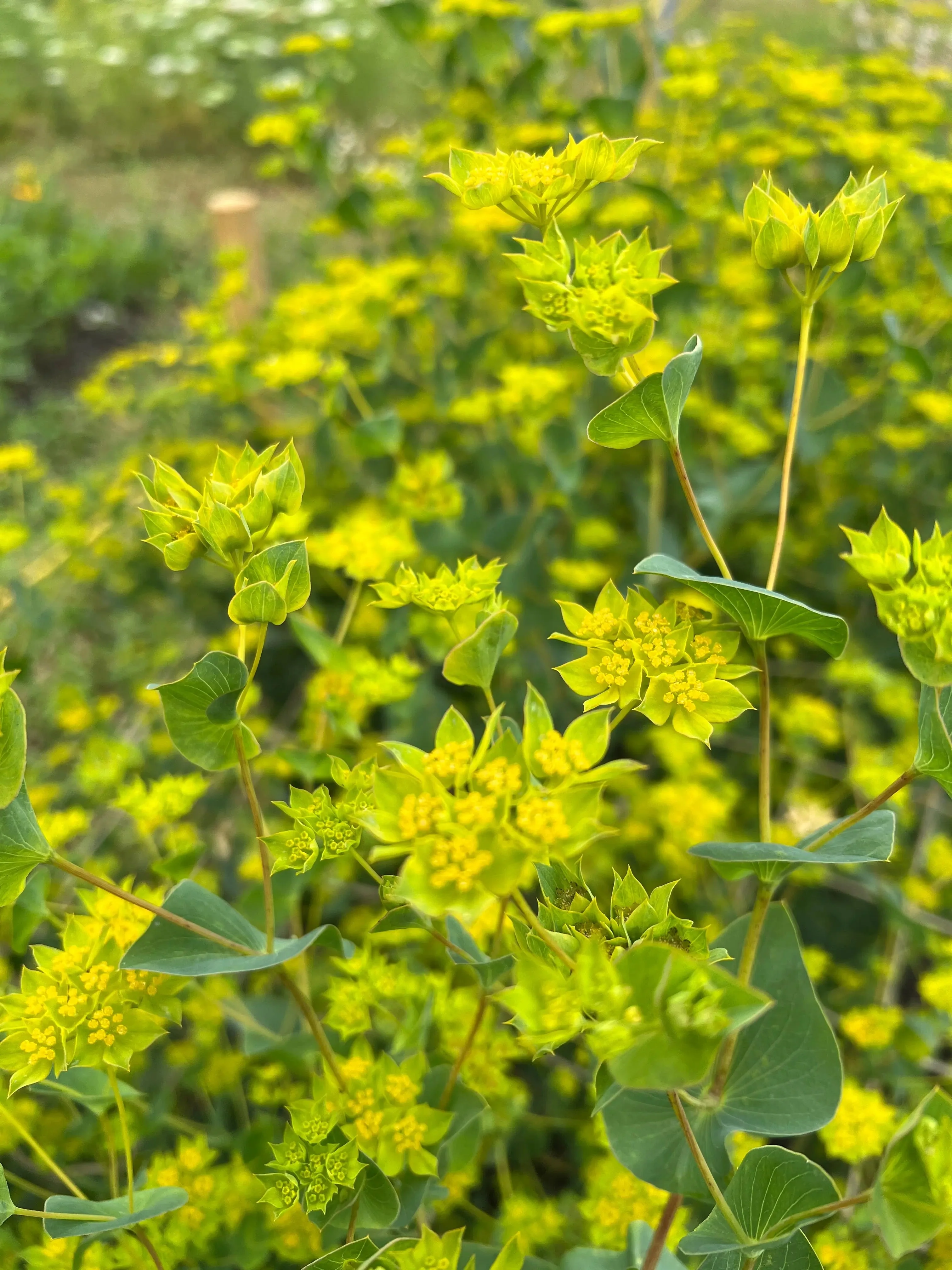 Bupleurum Griffithii - Image 7