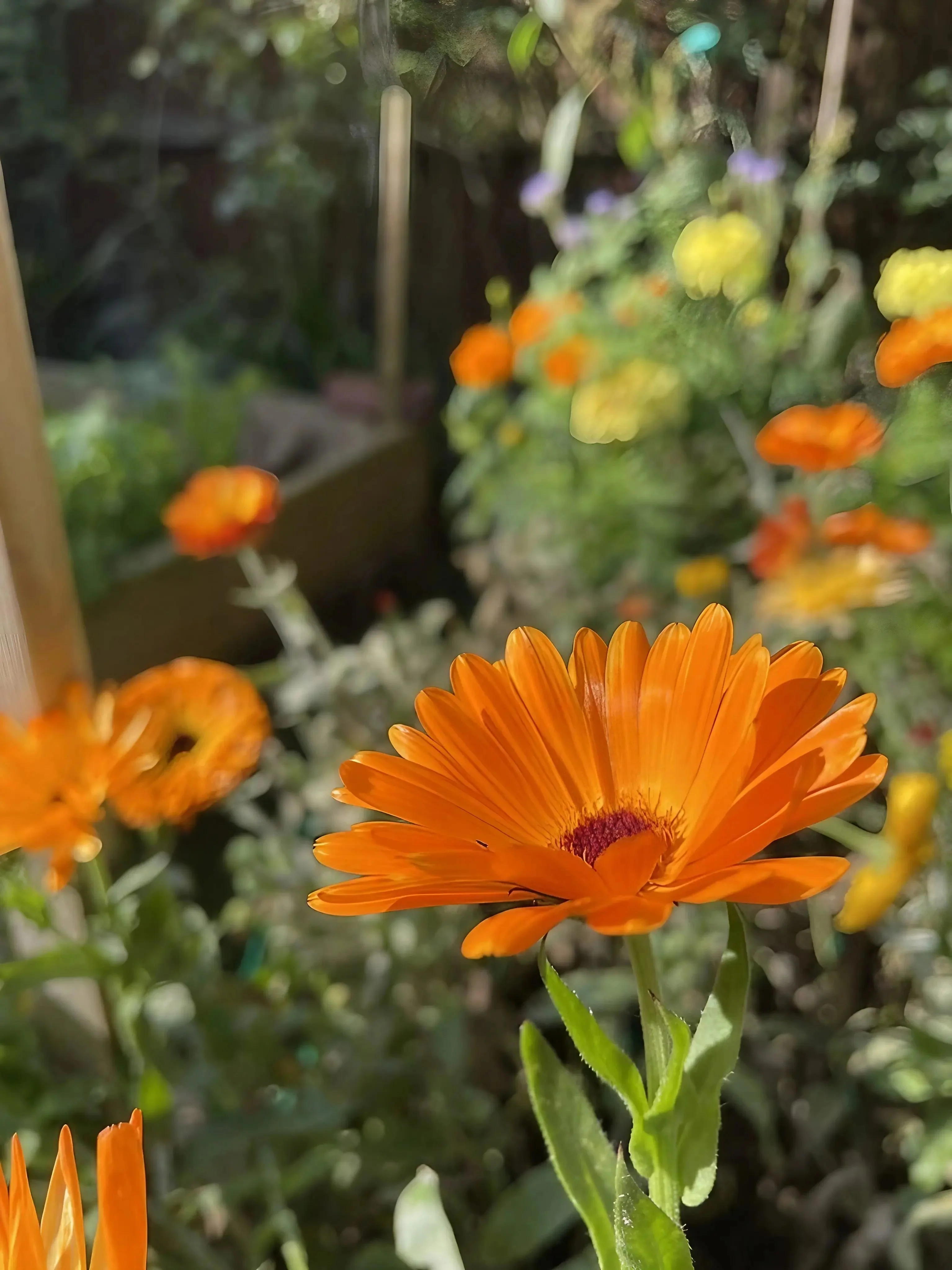 Calendula Art Shades Mixed - Image 2
