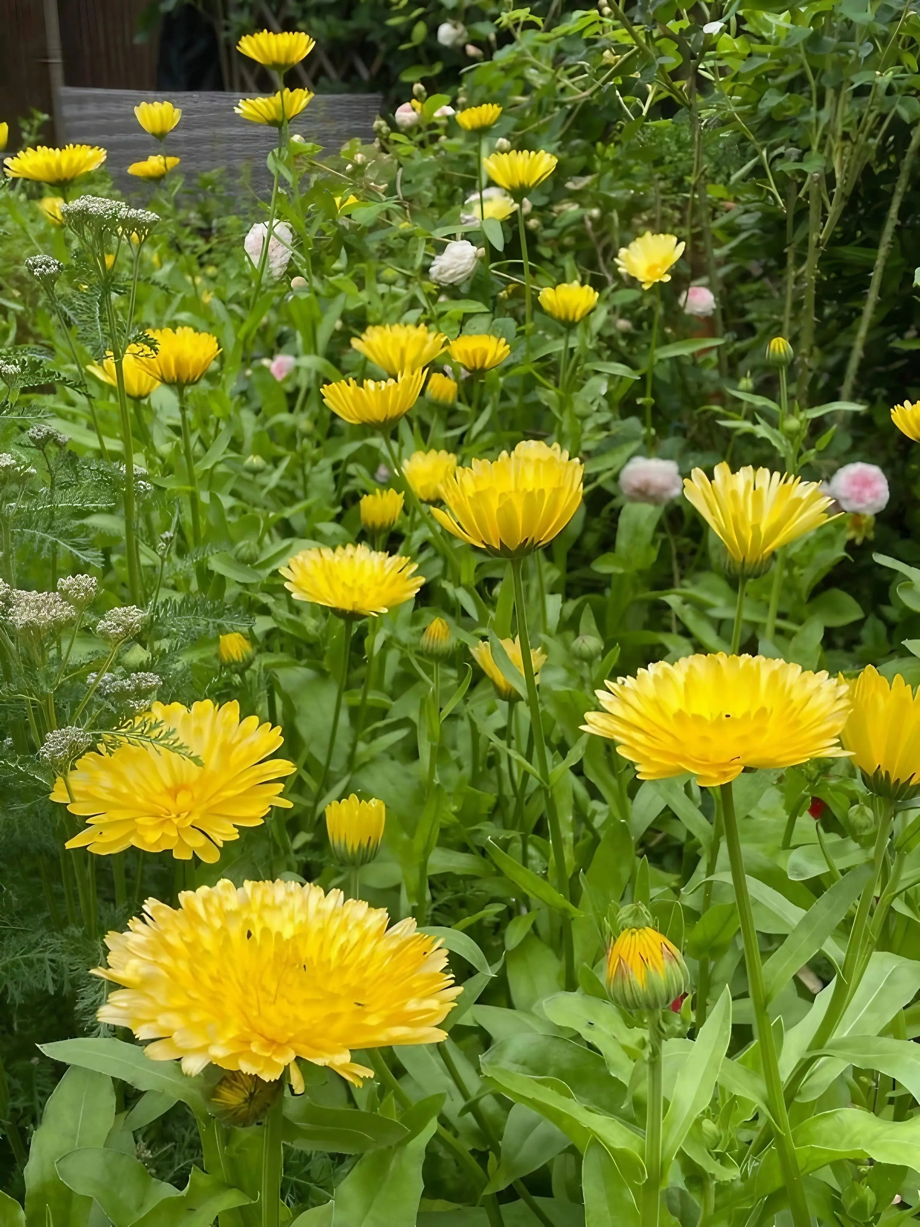 Calendula Pacific Beauty Cream - Image 3
