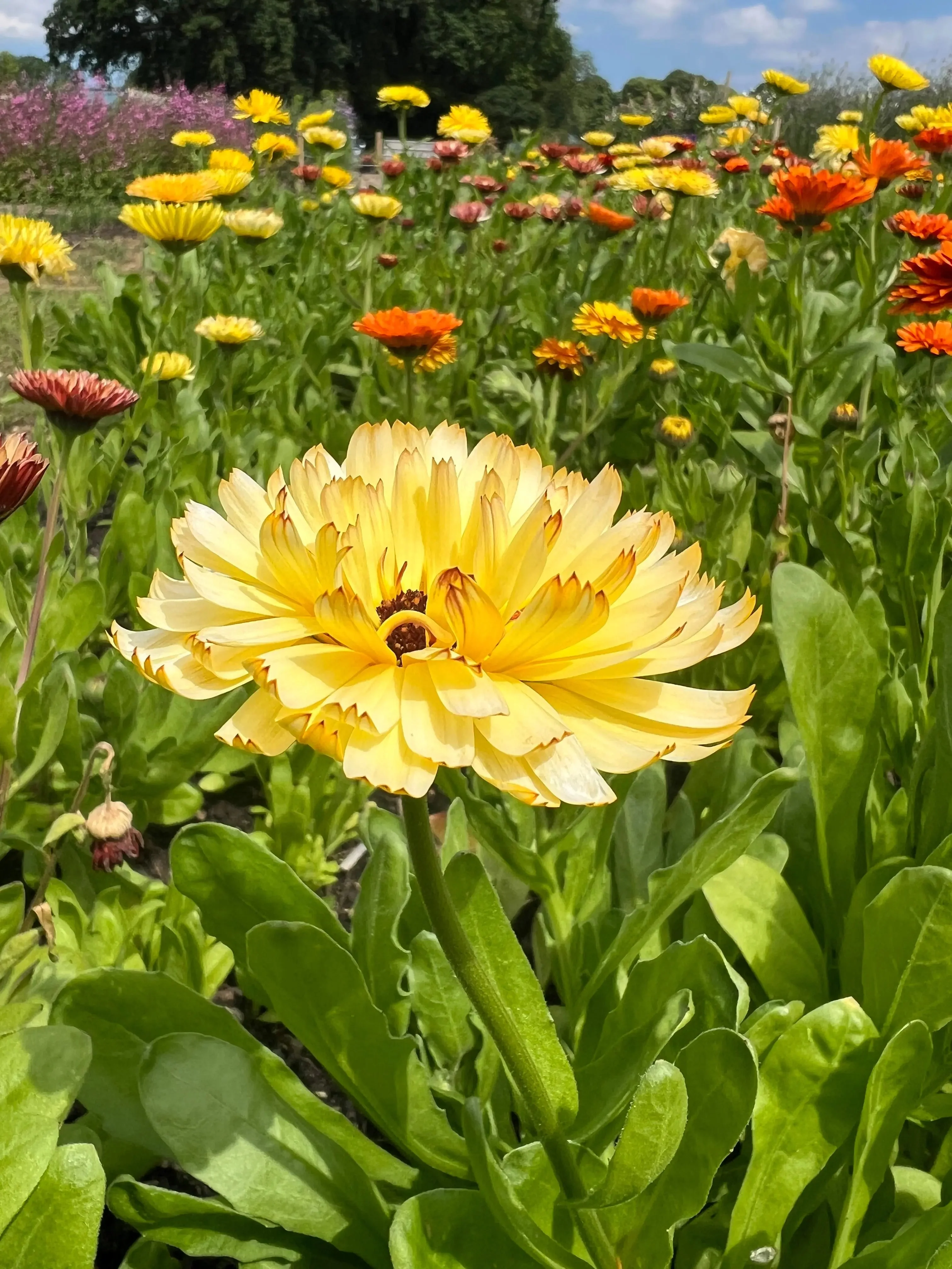 Calendula Snow Princess - Image 3