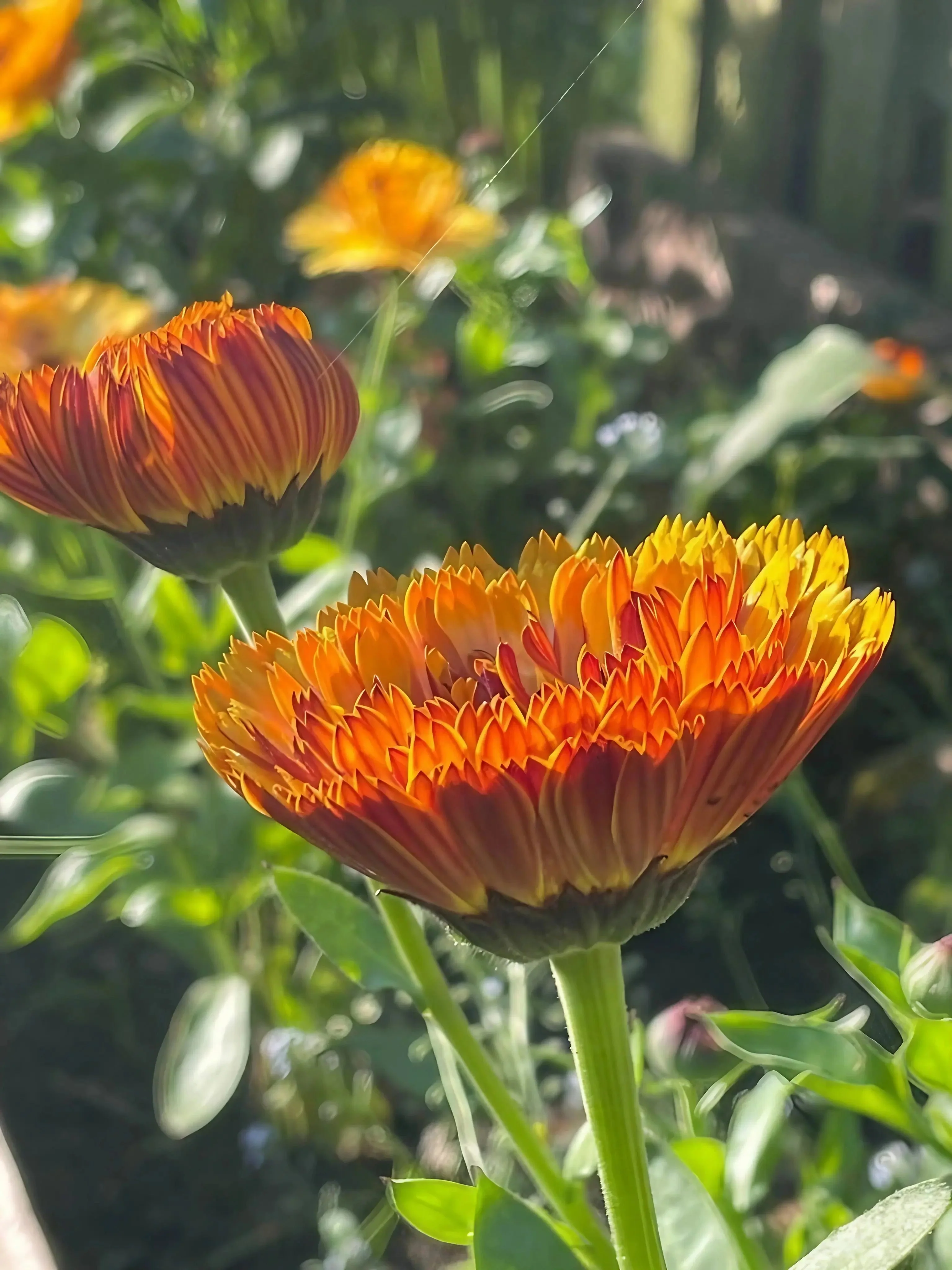Calendula Touch of Red - Image 7