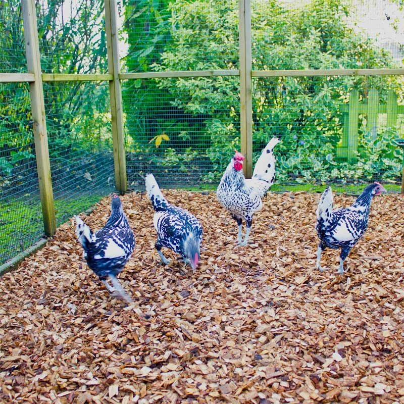 Chicken Coop Chips - Image 7