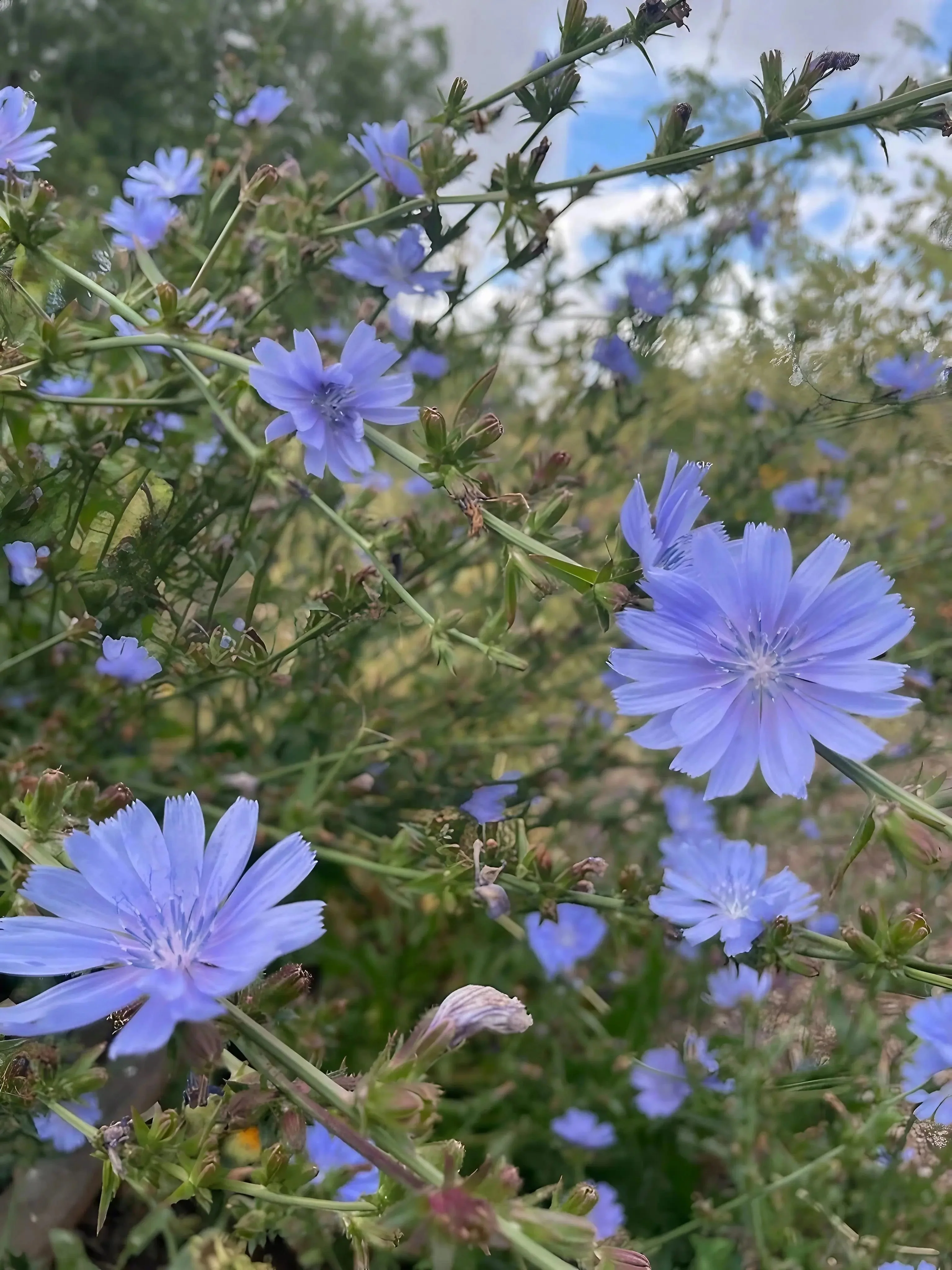 Chicory Wild - Image 3