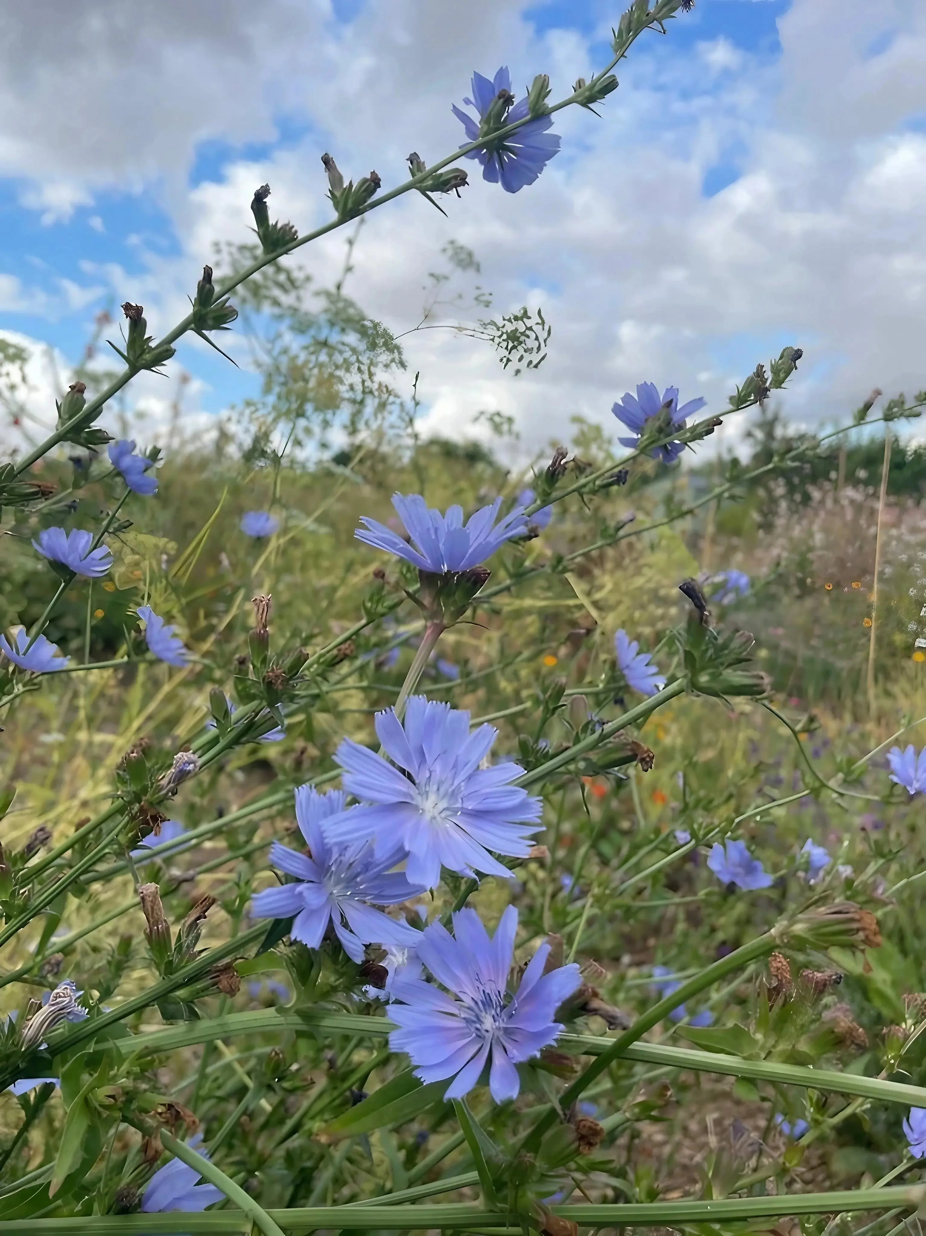 Chicory Wild - Image 5