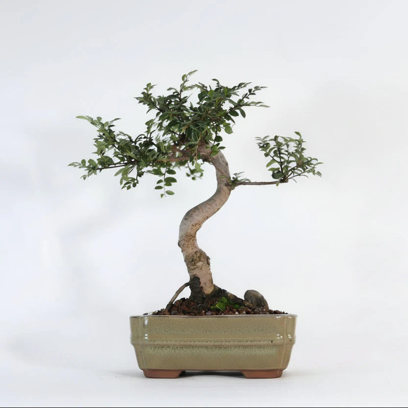 Chinese Elm (Ulmus Parvifolia) Bonsai Tree | Shaped | In 16cm Pot | Great Gift