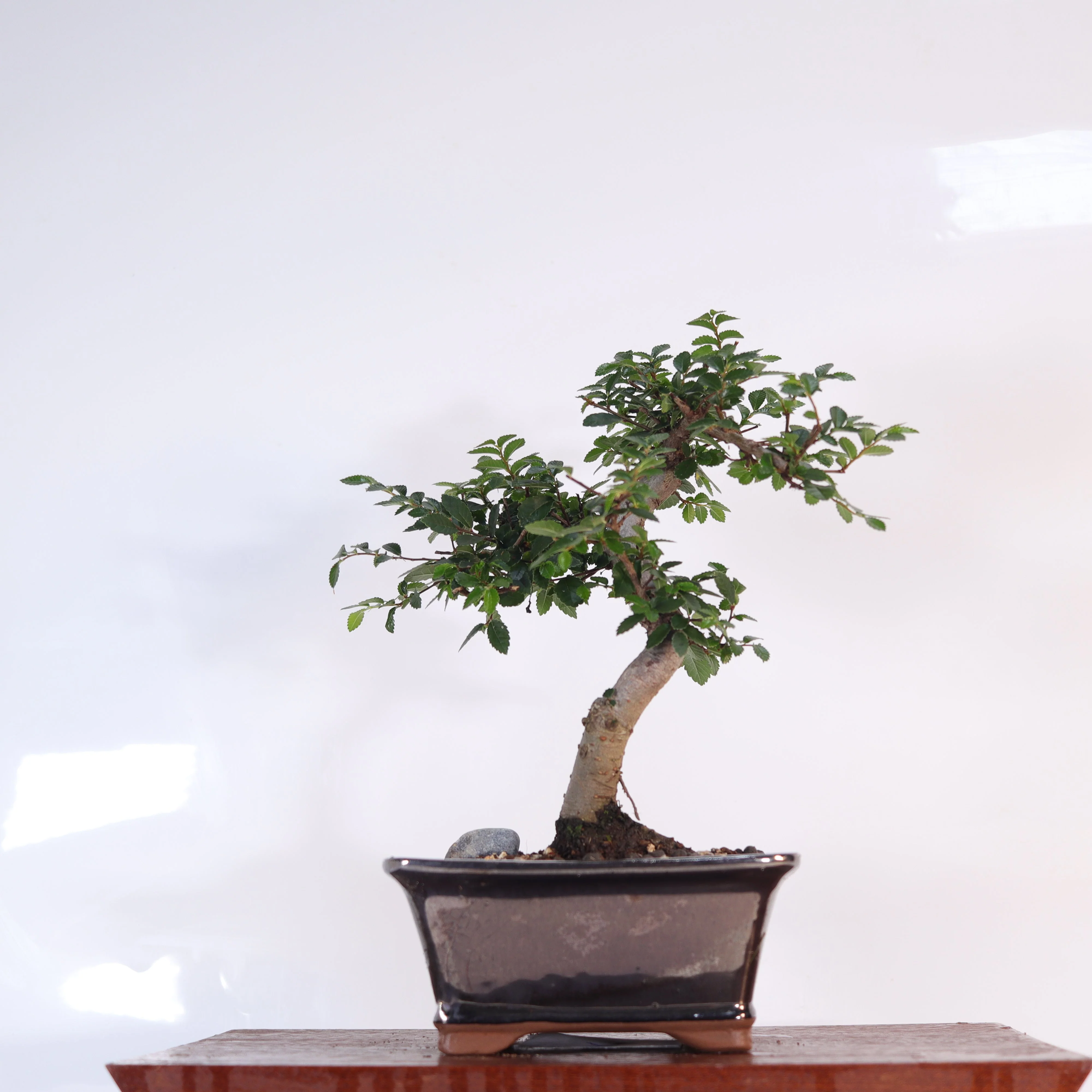 Chinese Elm (Ulmus Parvifolia) Bonsai Tree | Shaped | In 16cm Pot | Great Gift - Image 3
