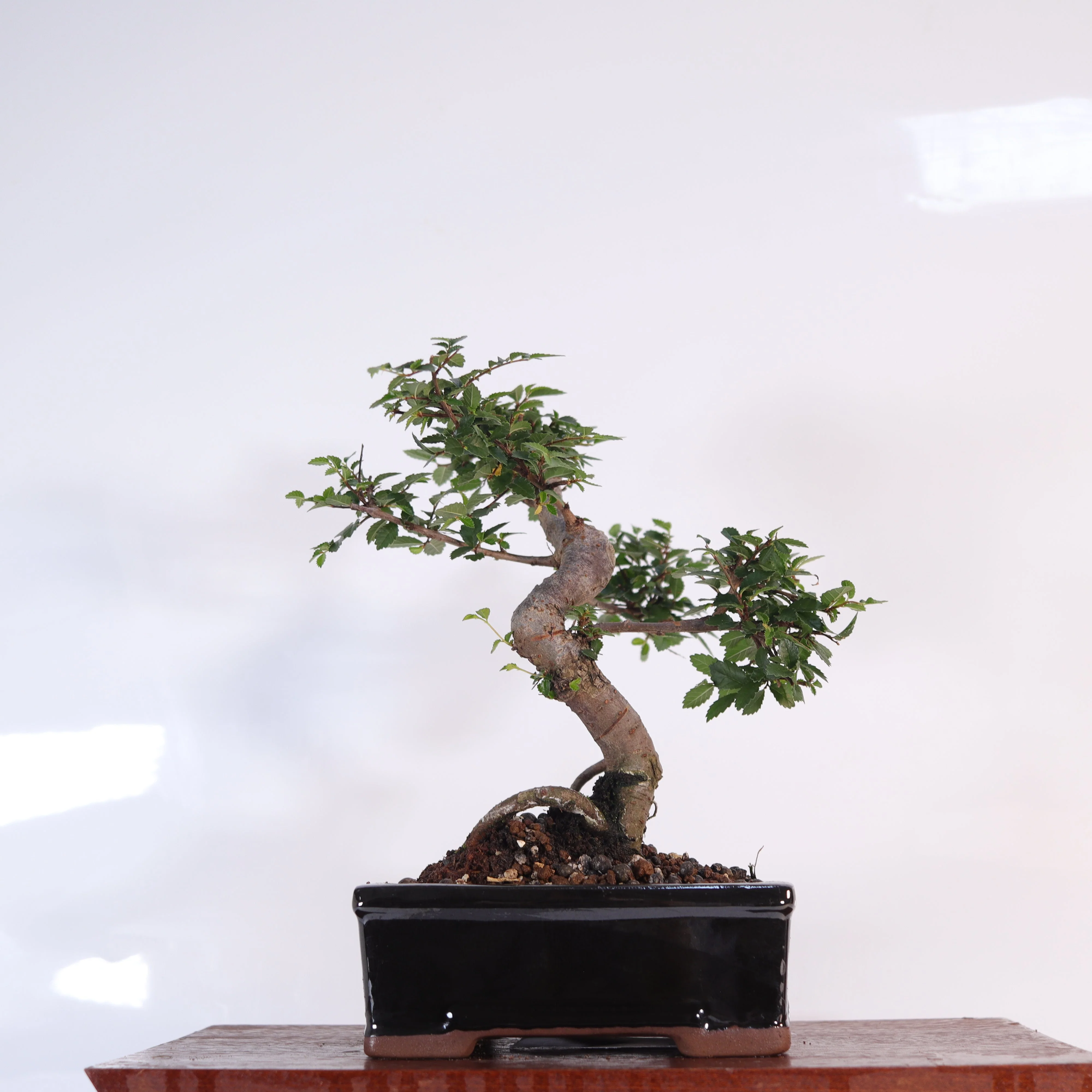 Chinese Elm (Ulmus Parvifolia) Bonsai Tree | Shaped | In 16cm Pot | Great Gift - Image 4