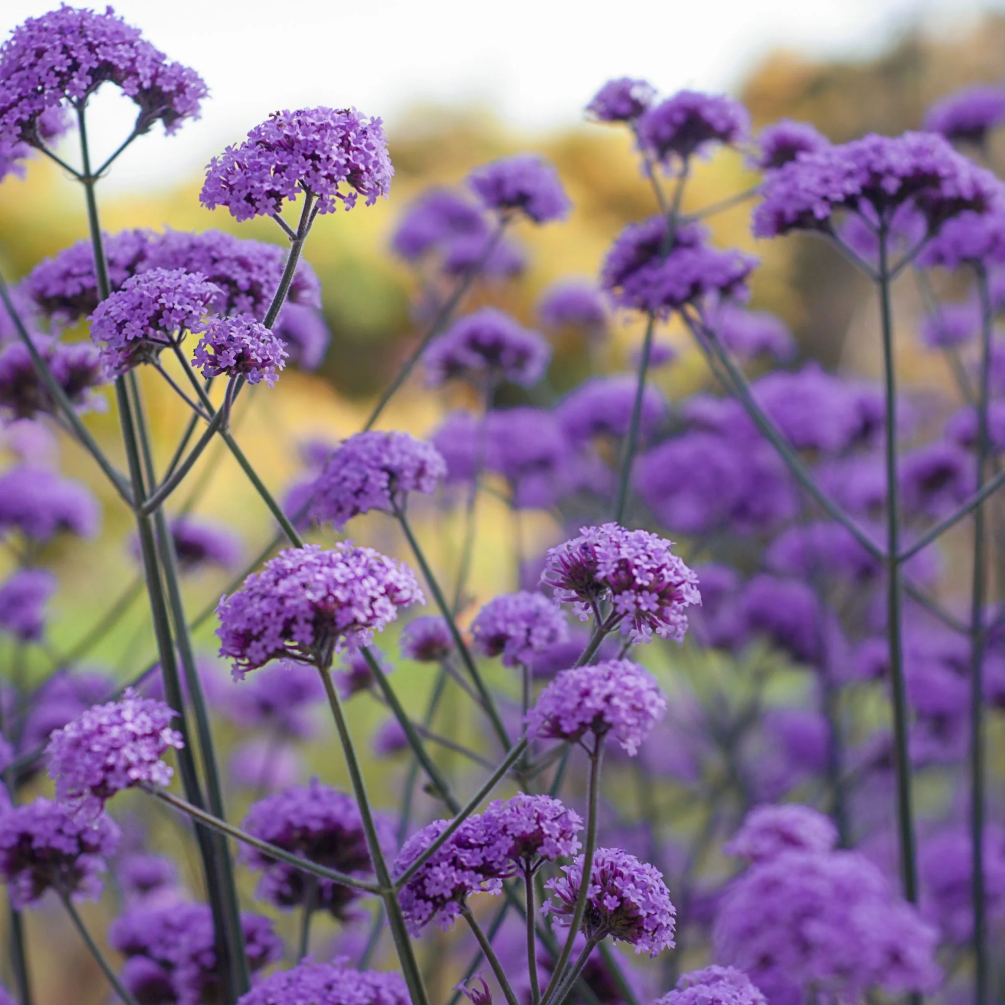 Chloe's Colour Mix | 5 Plants - Image 2
