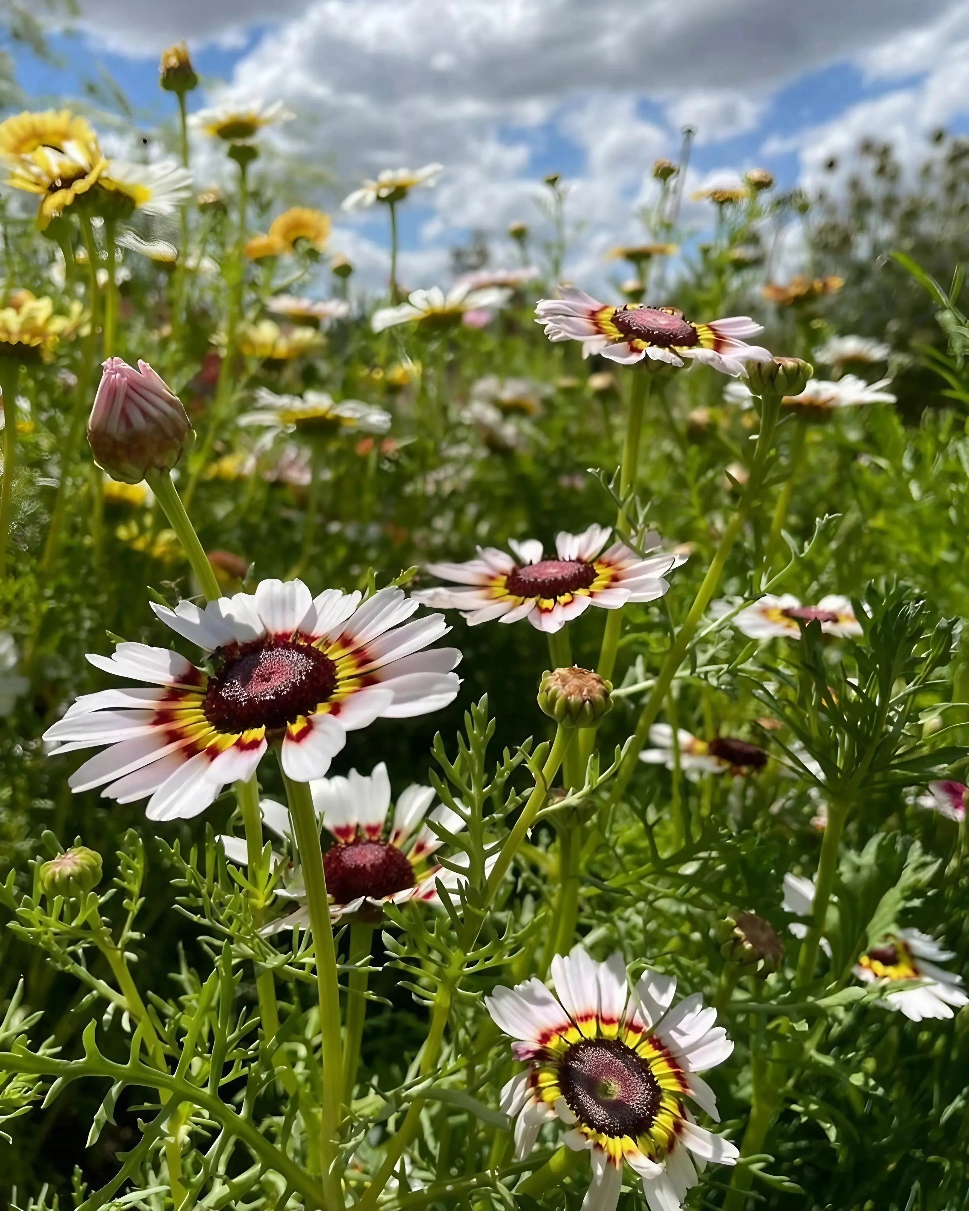 Chrysanthemum Painted Daisies - Image 2