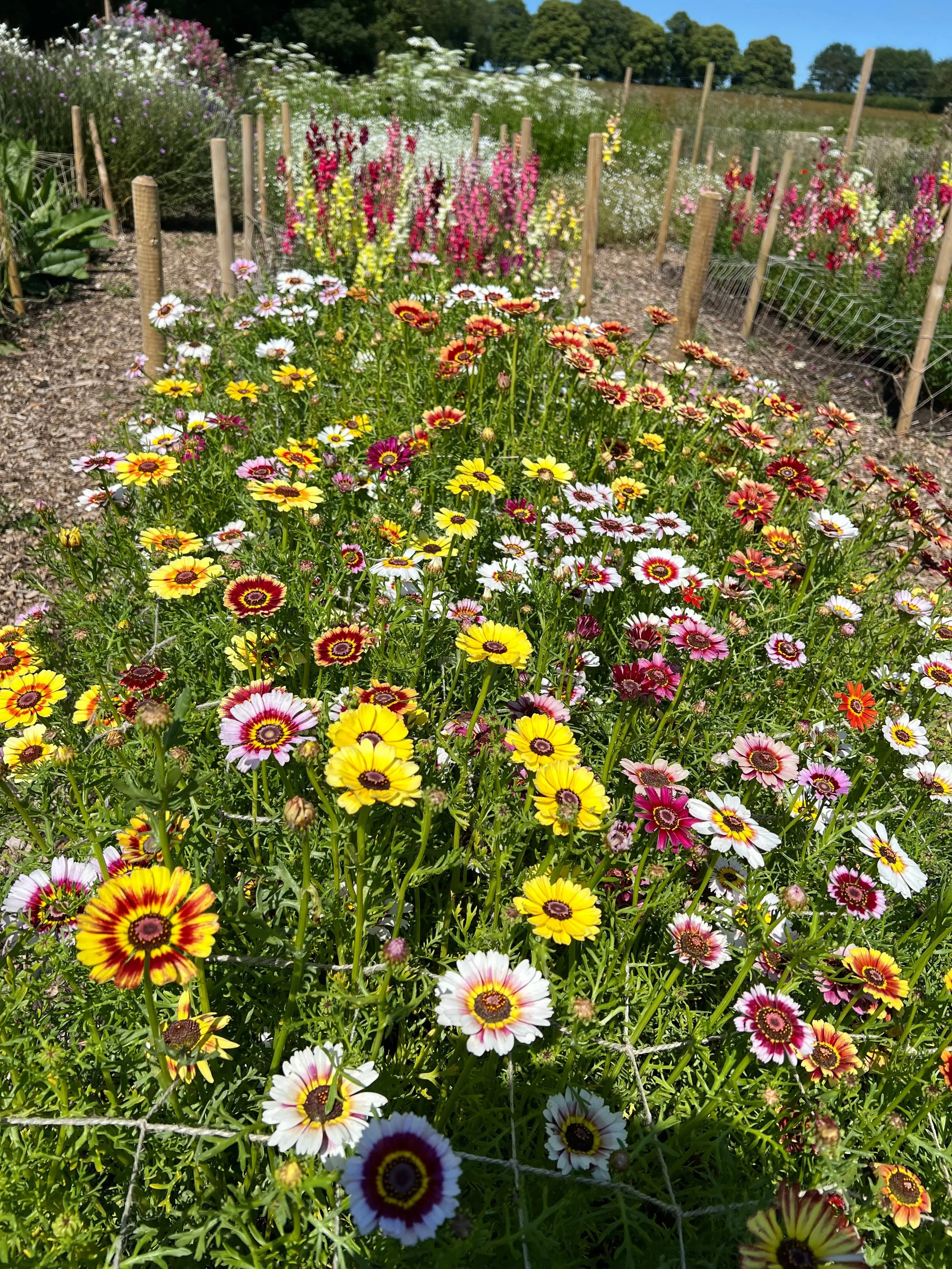 Chrysanthemum Painted Daisies - Image 3