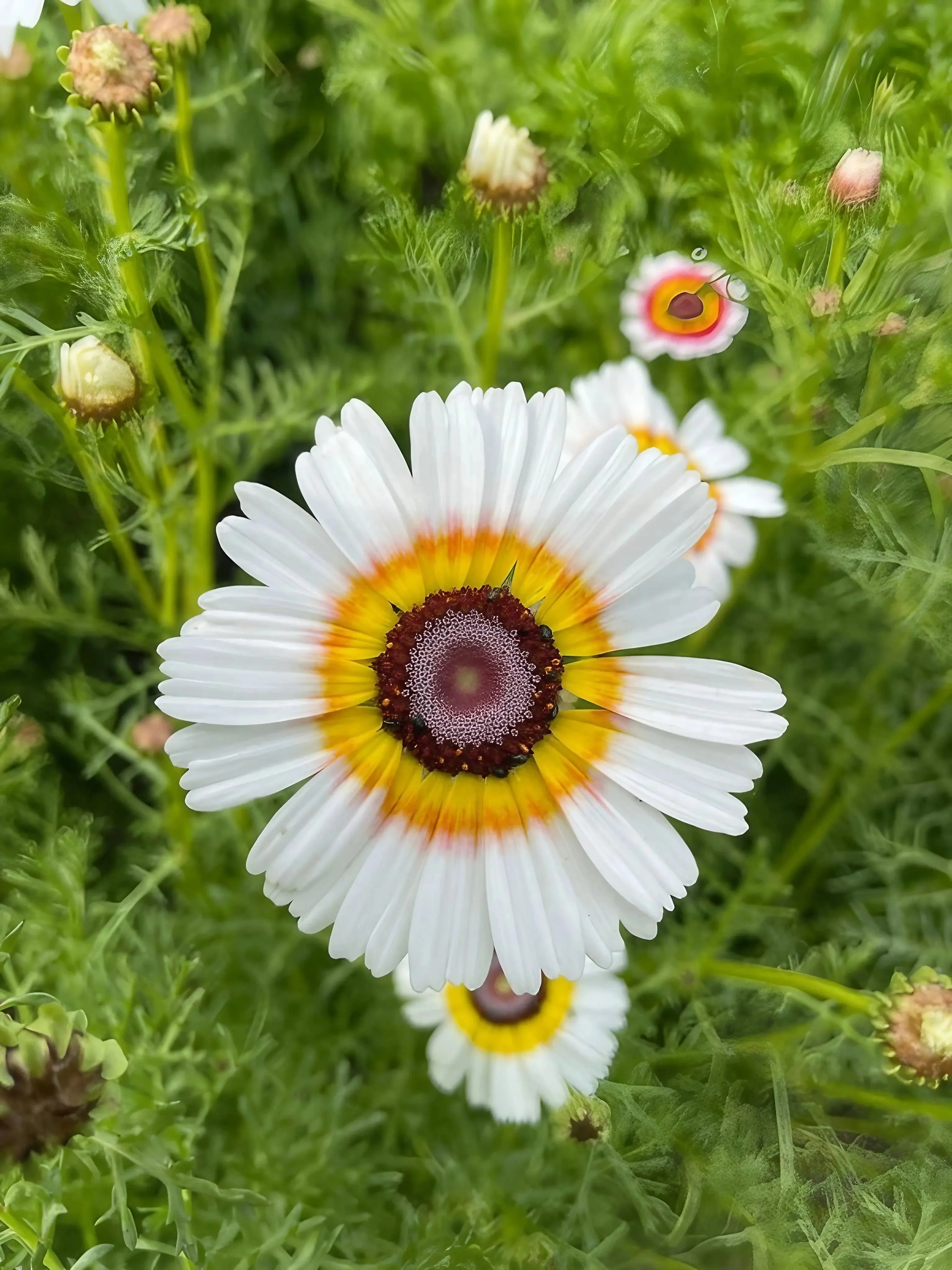 Chrysanthemum Painted Daisies - Image 5