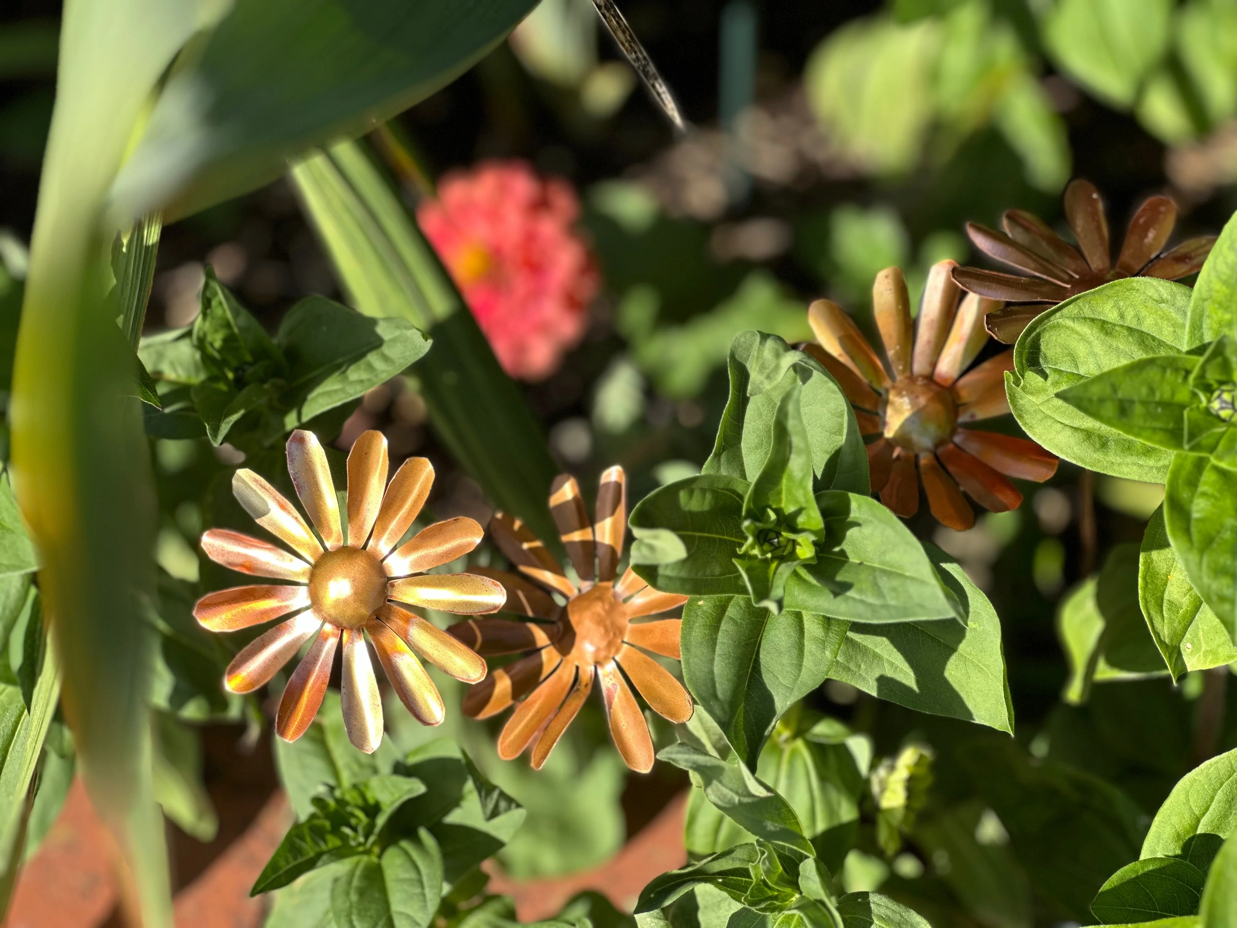 Copper Daisy Flower - Image 19