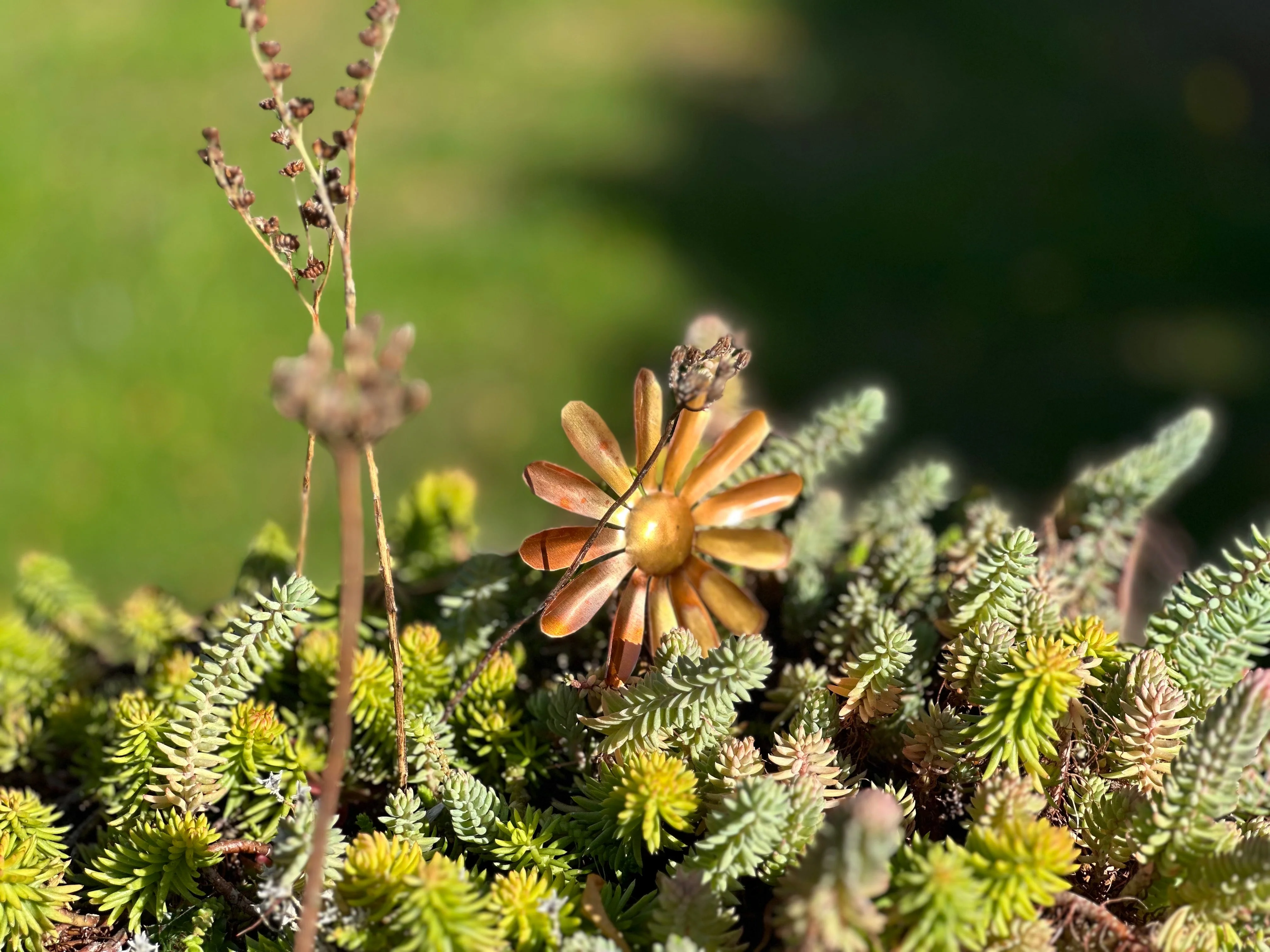 Copper Daisy Flower - Image 27