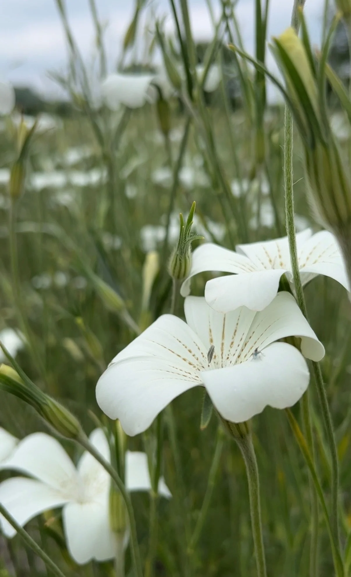 Corncockle Bianca - Agrostemma githago - Image 11