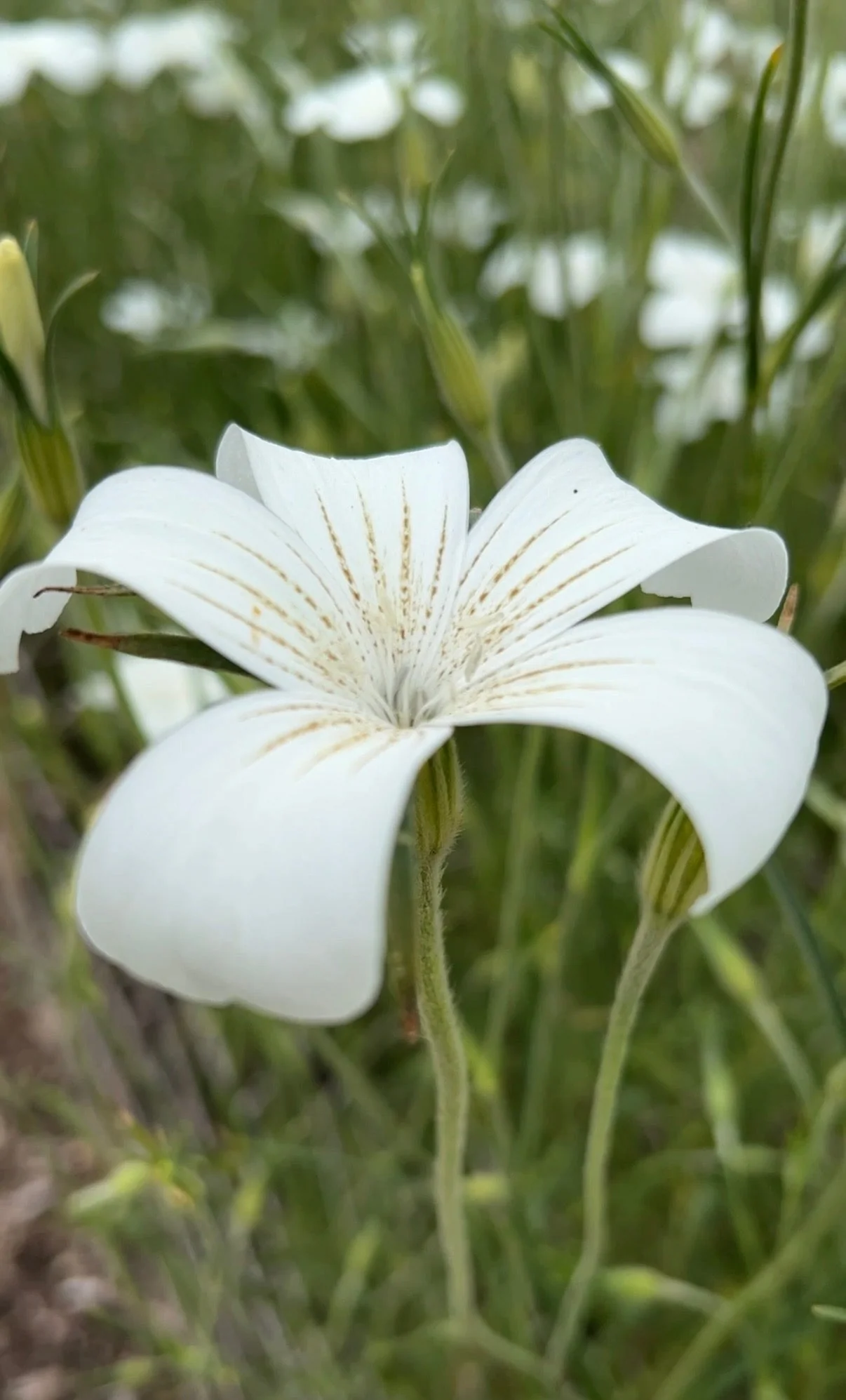 Corncockle Bianca - Agrostemma githago - Image 8