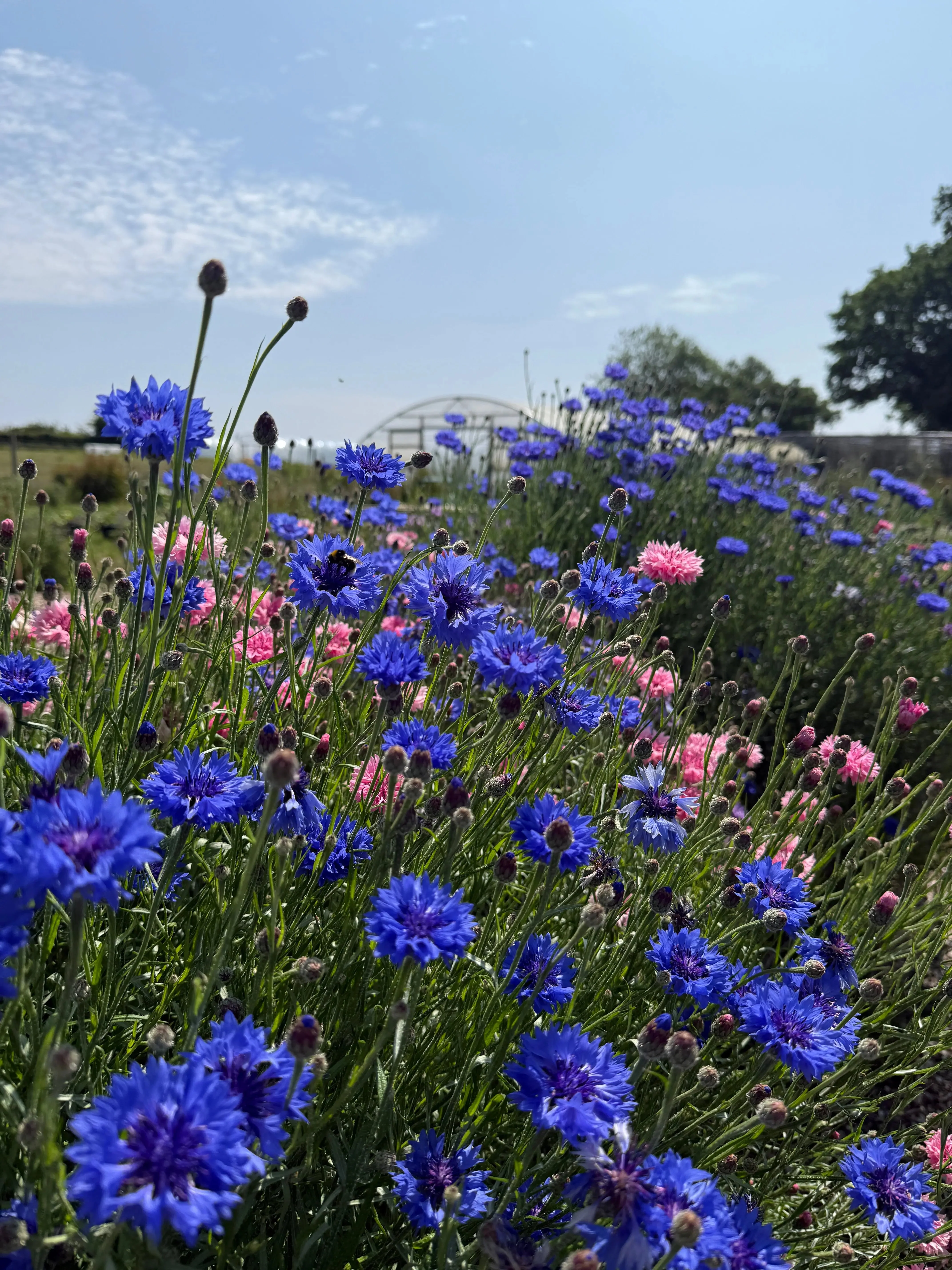 Cornflower Blue Ball - Image 2