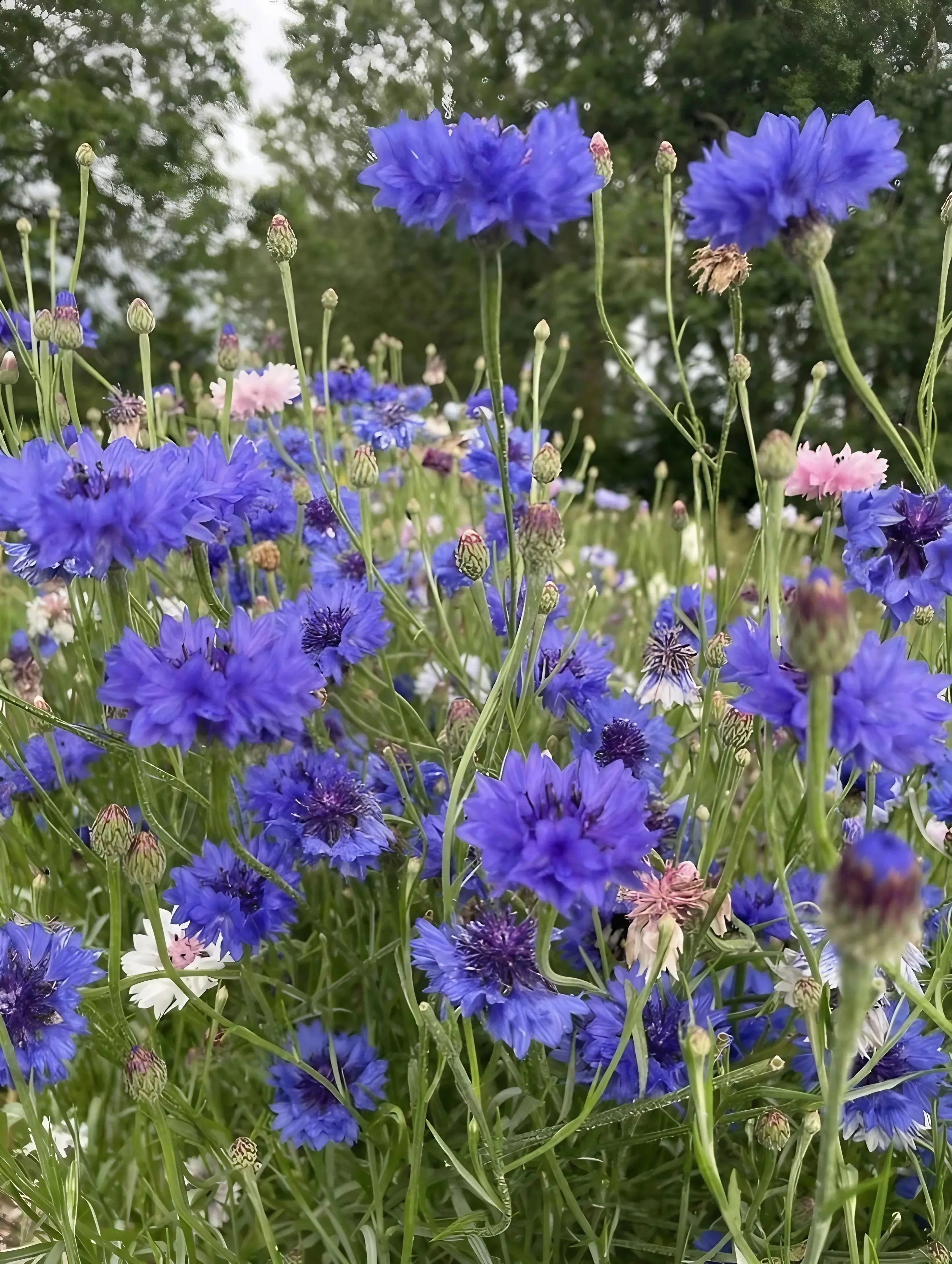 Cornflower Blue Ball - Image 7