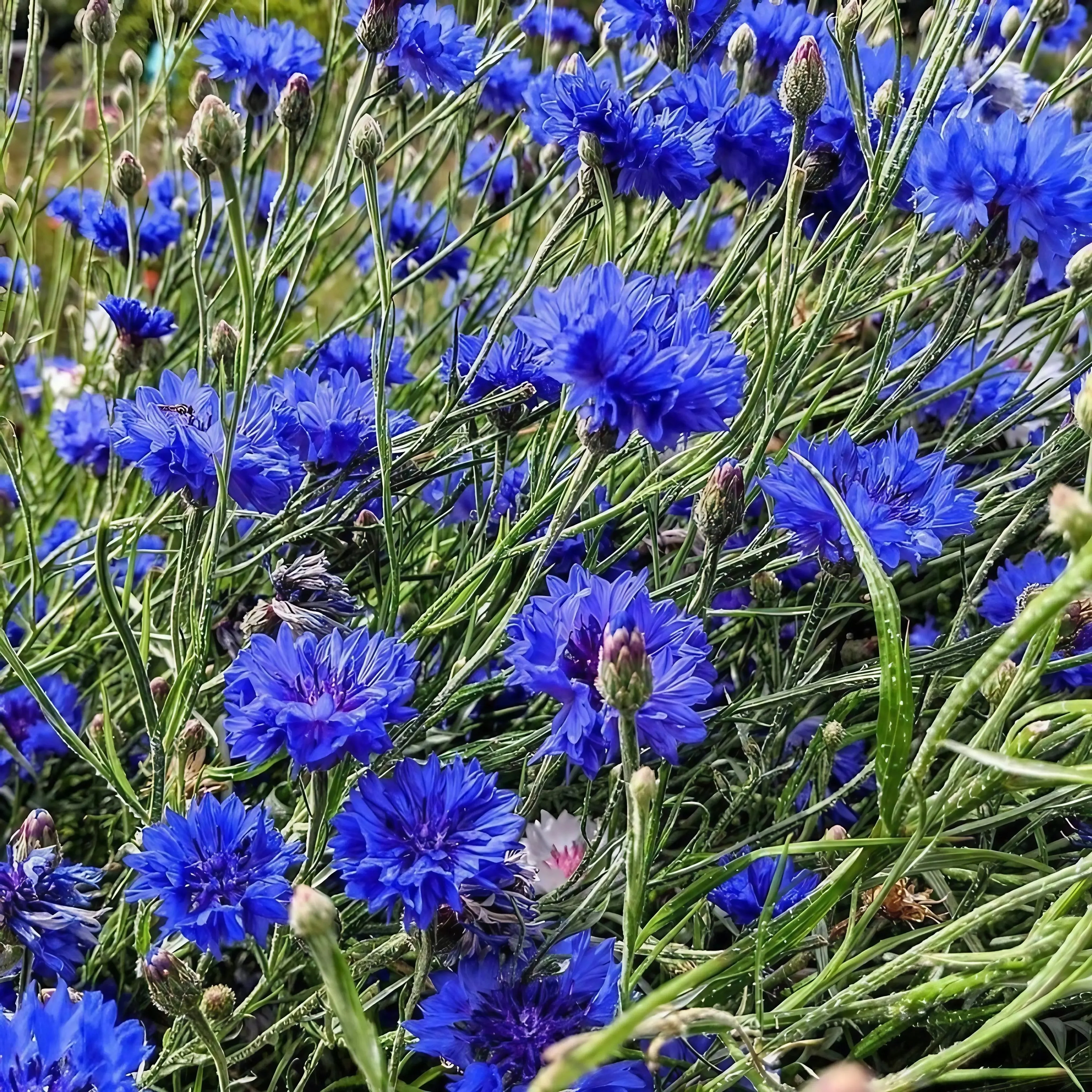 Cornflower Blue Ball - Image 9