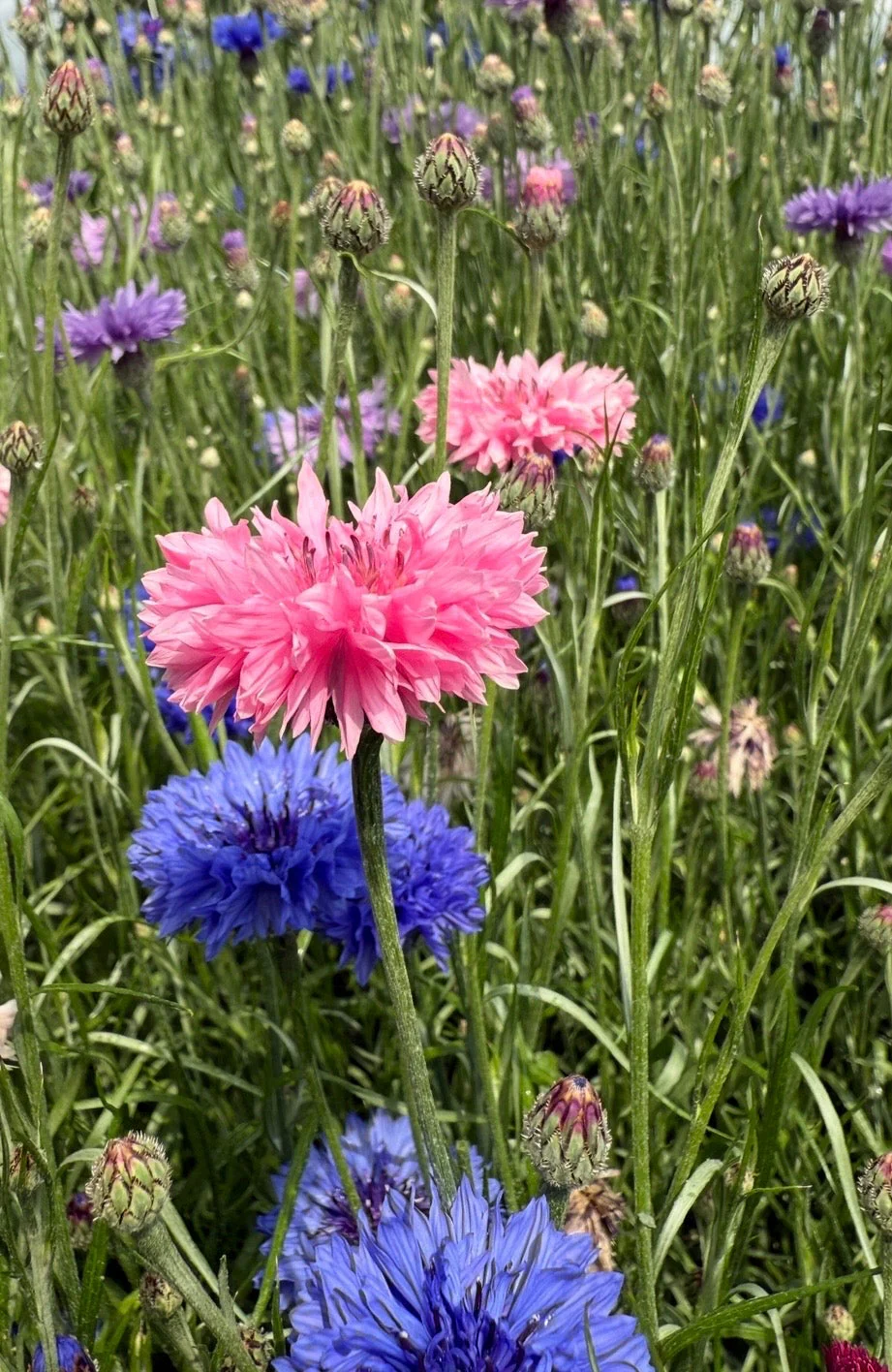 Cornflower Pink Ball - Image 4