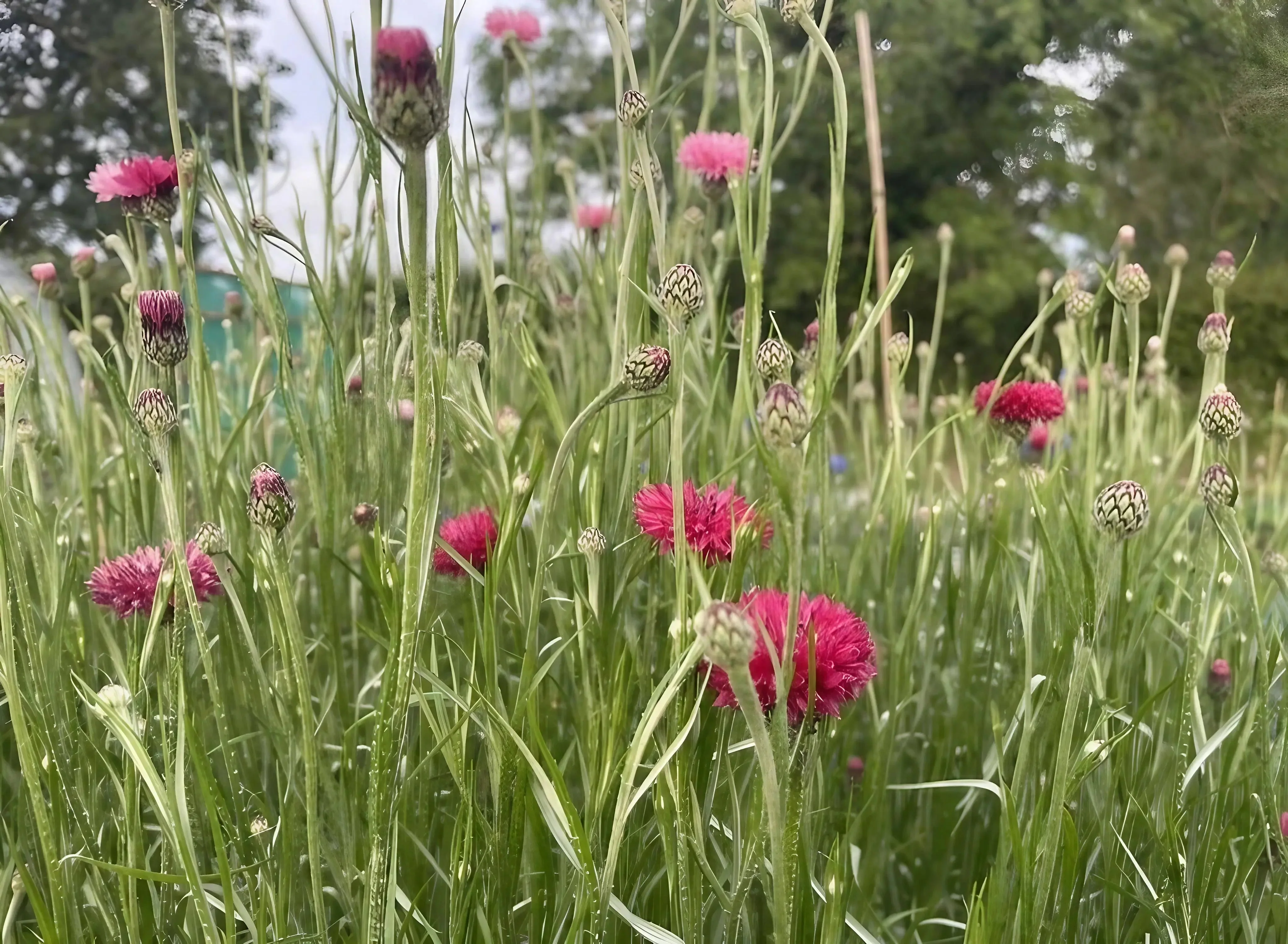 Cornflower Red Boy - Image 4