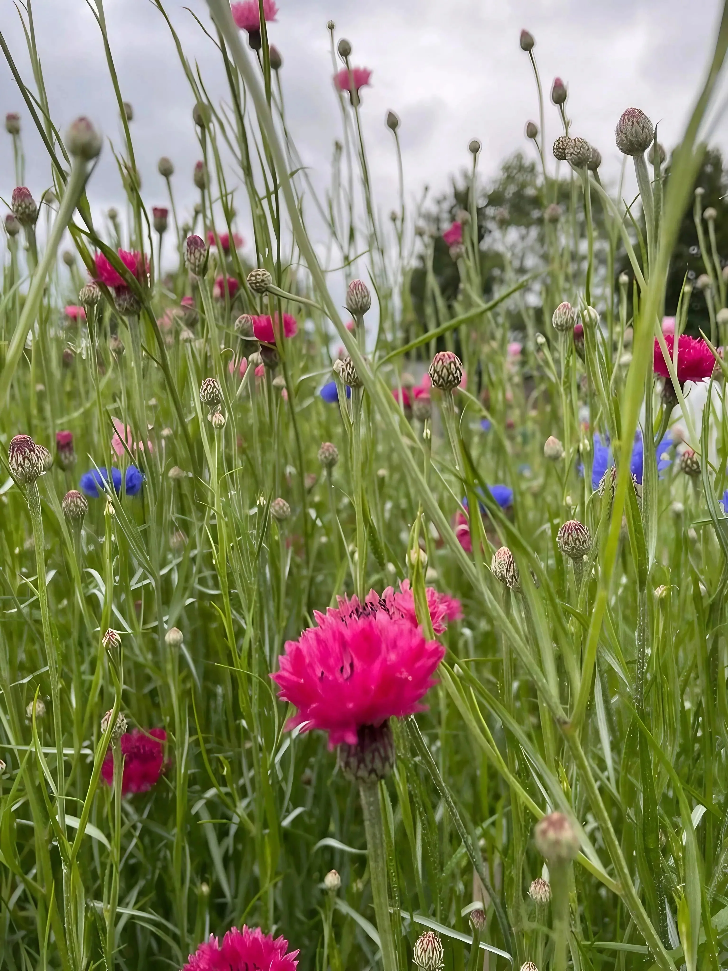 Cornflower Red Boy - Image 6