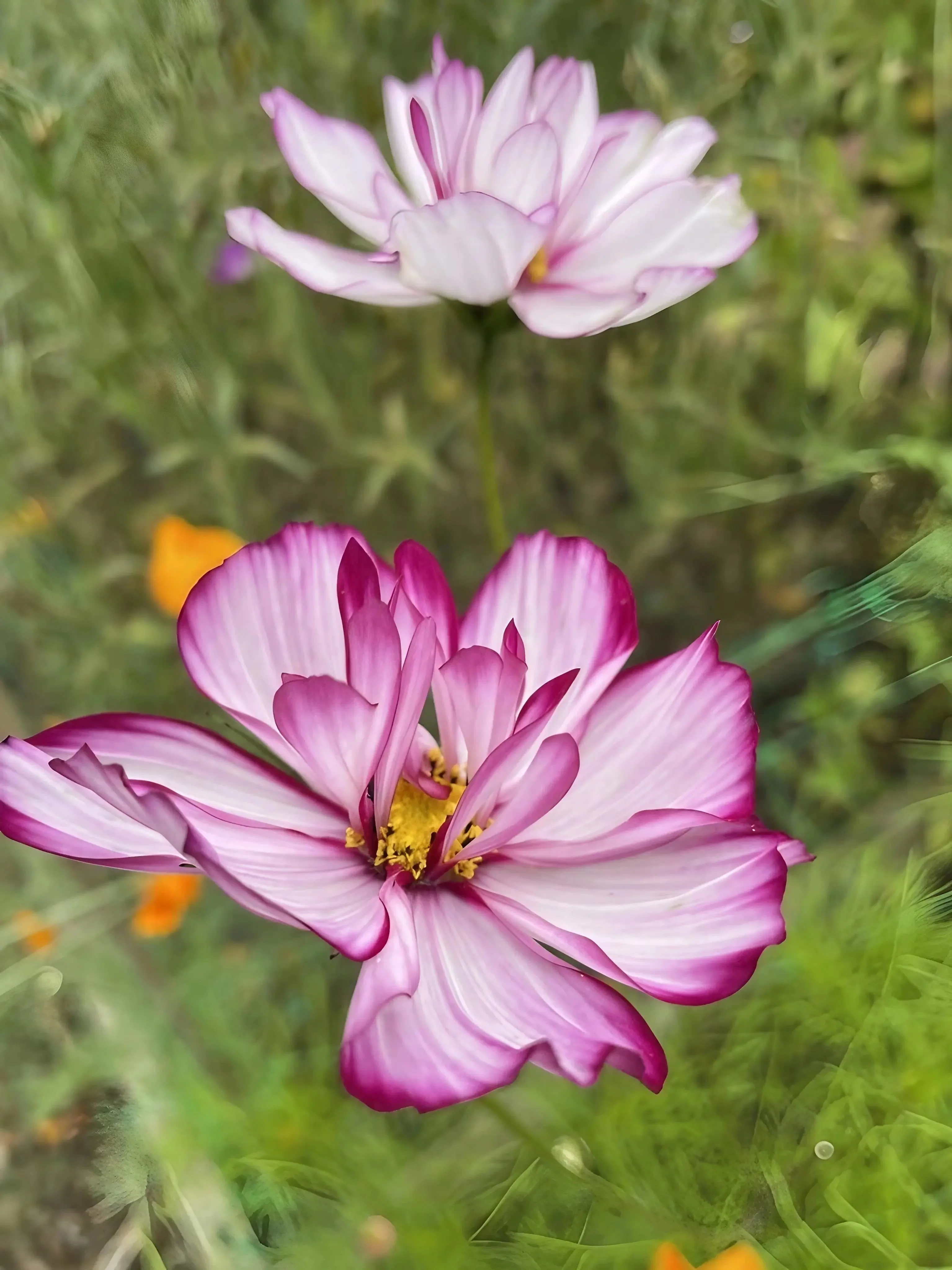 Cosmos Fizzy Rose - Image 4