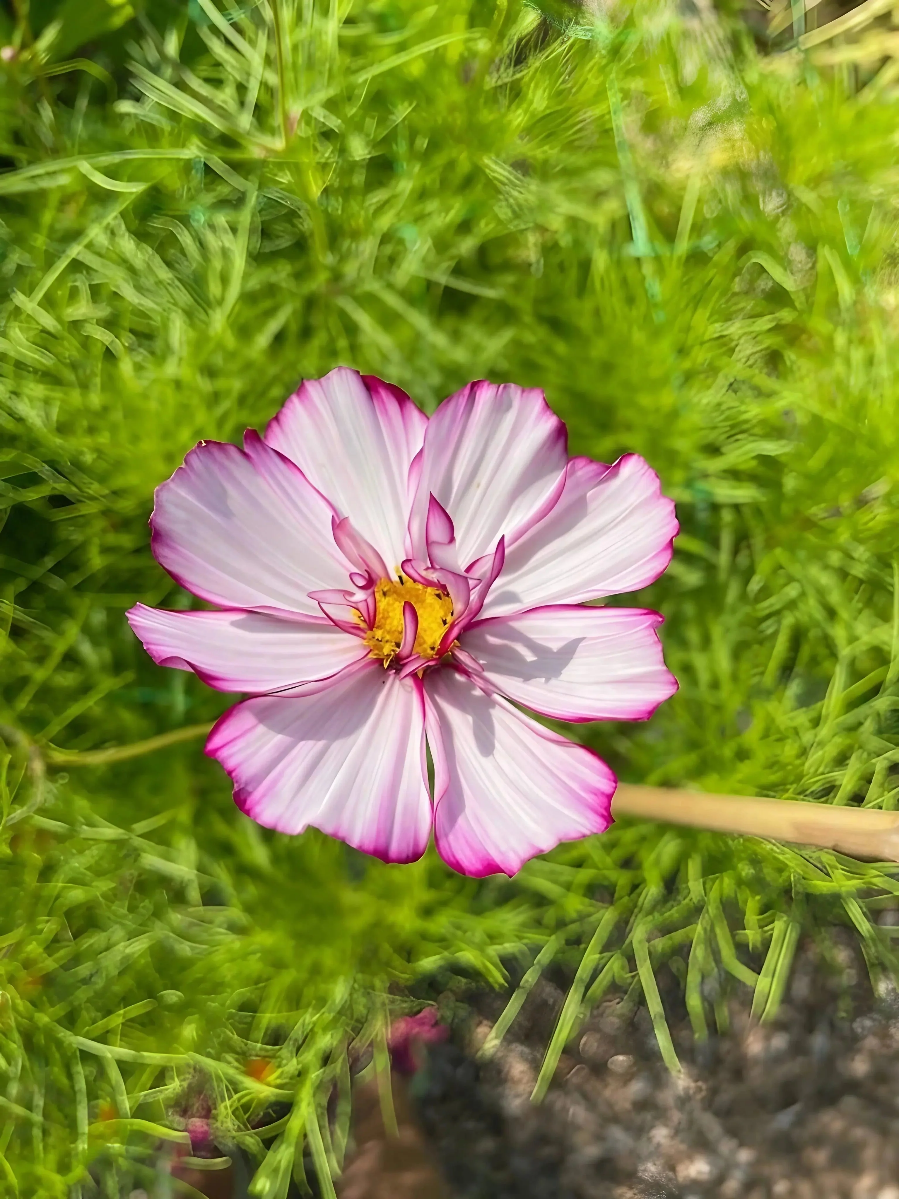 Cosmos Fizzy Rose - Image 7