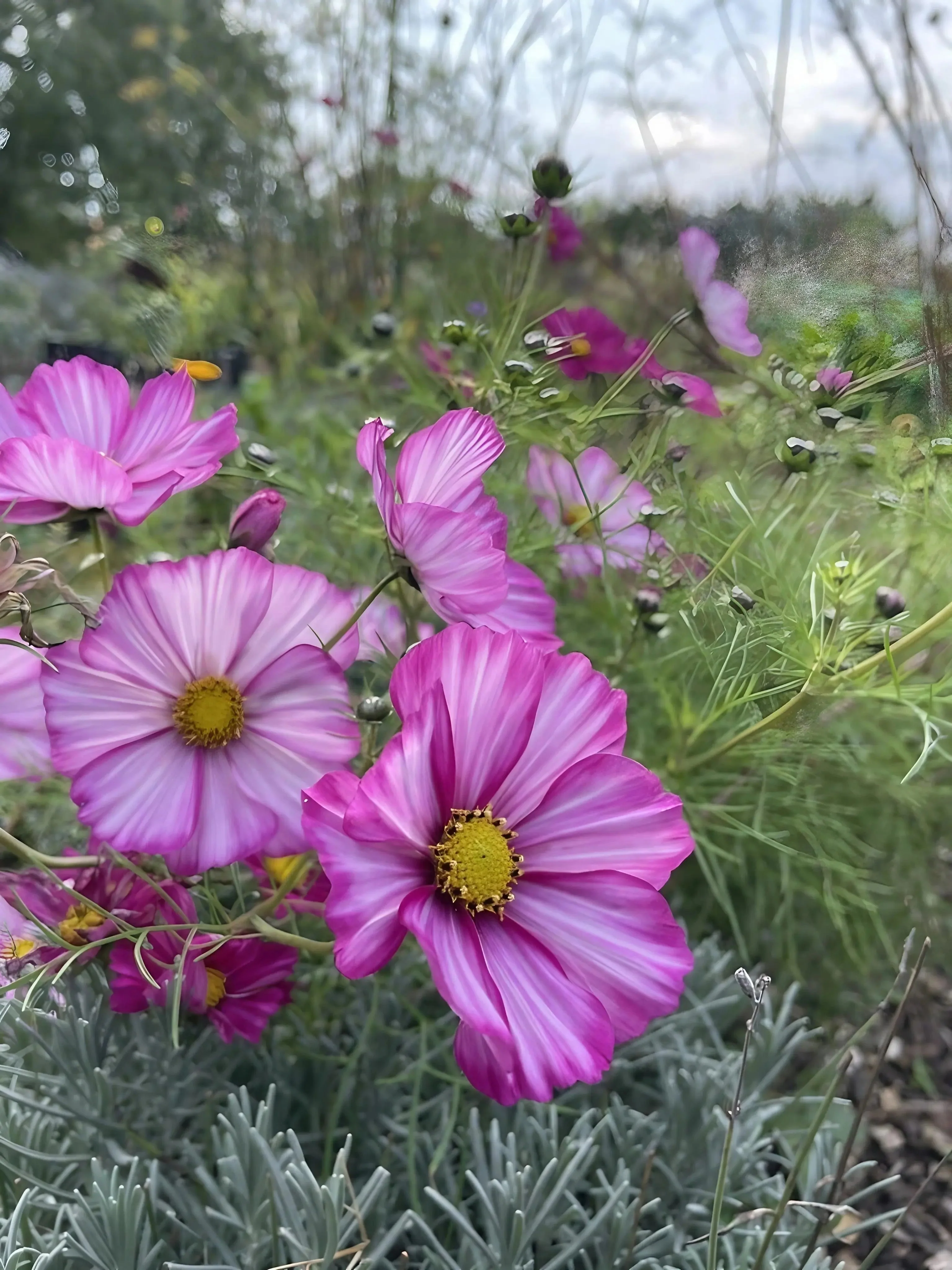 Cosmos Sensation Mixed - Image 2
