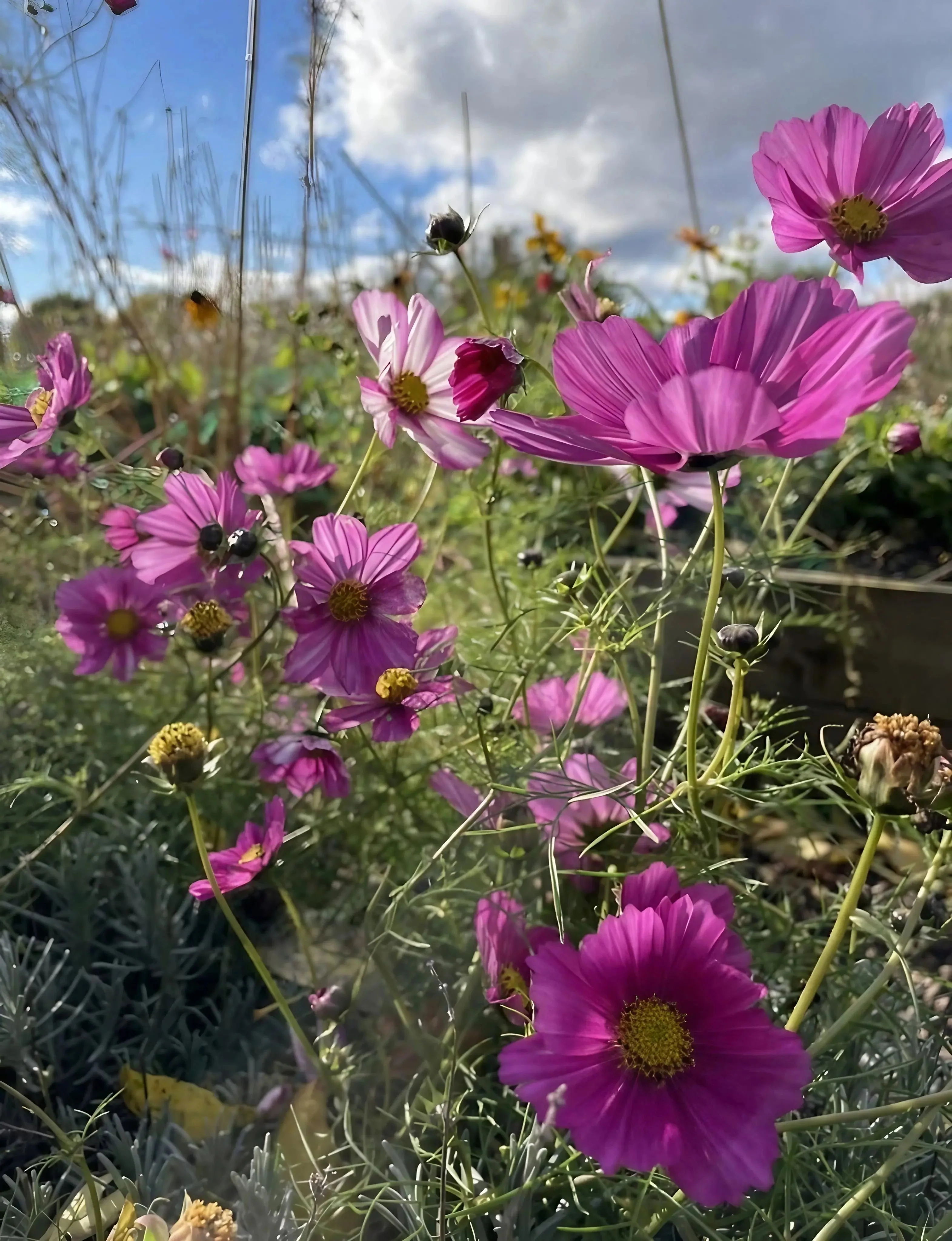 Cosmos Sensation Mixed - Image 5