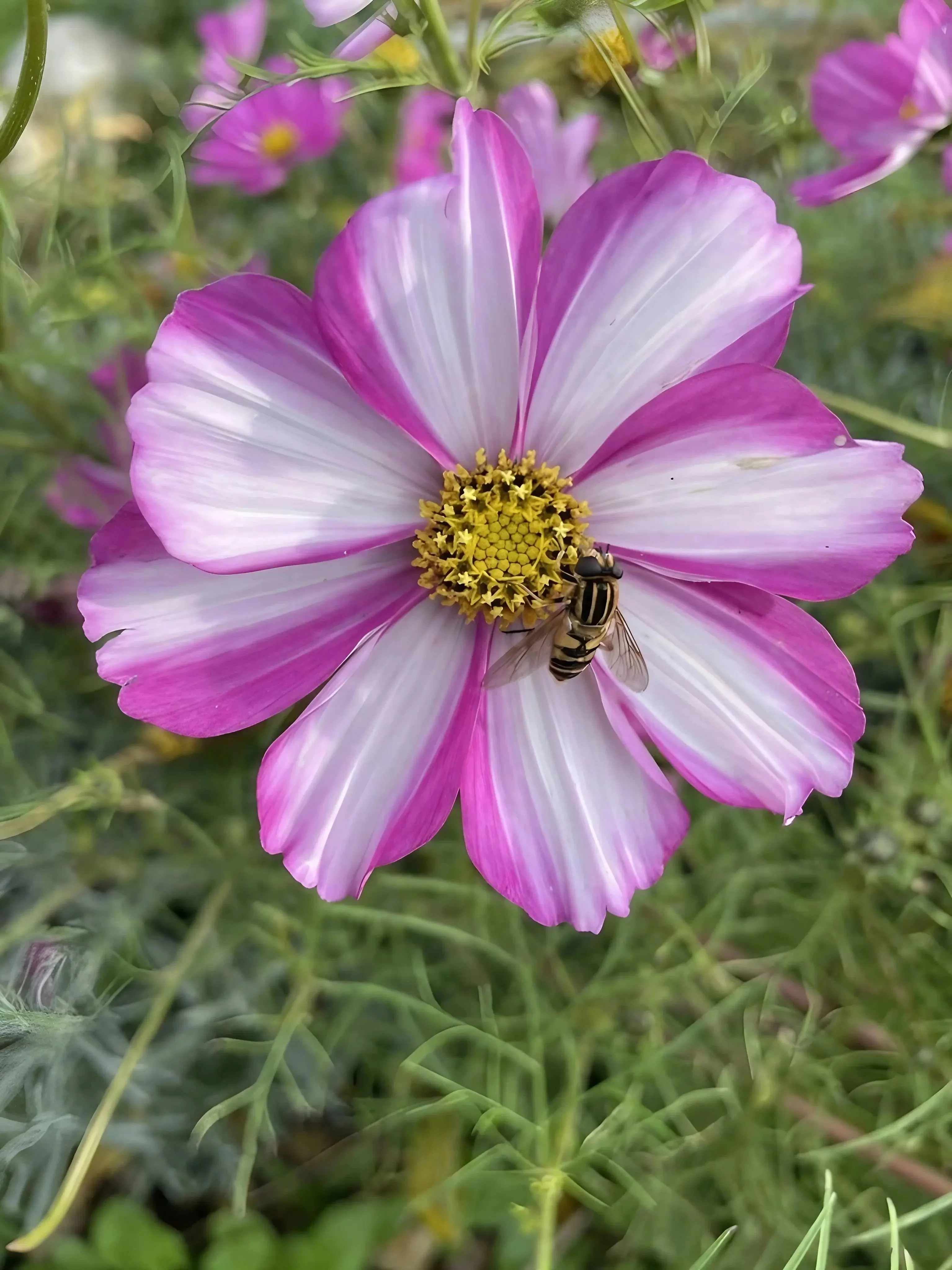 Cosmos Sensation Mixed - Image 7