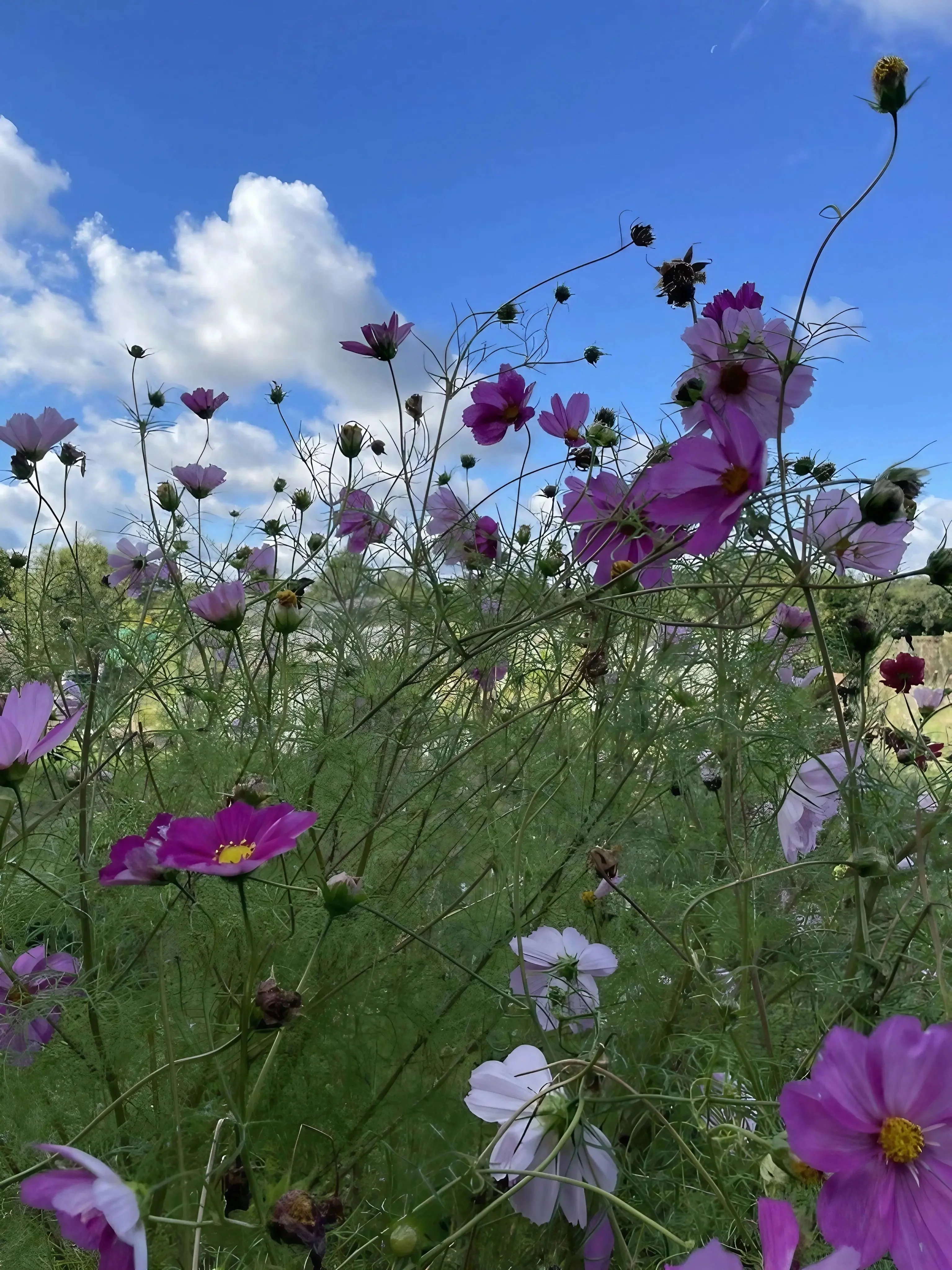Cosmos Sensation Mixed - Image 9