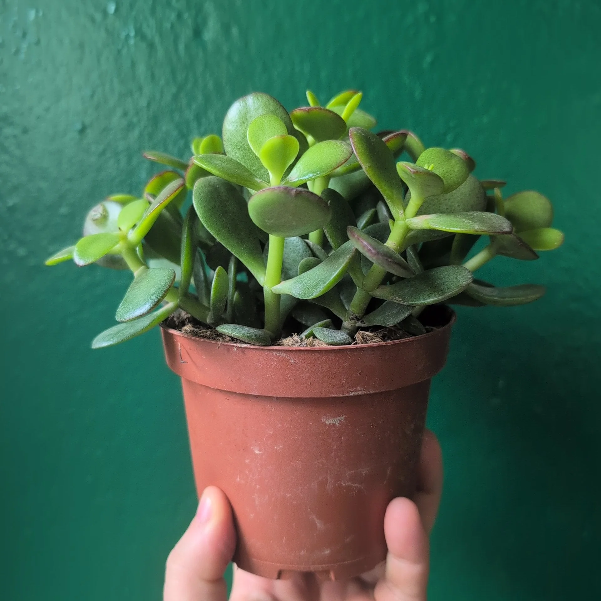 Crassula ovata (Jade plant/Succulent) - Image 14