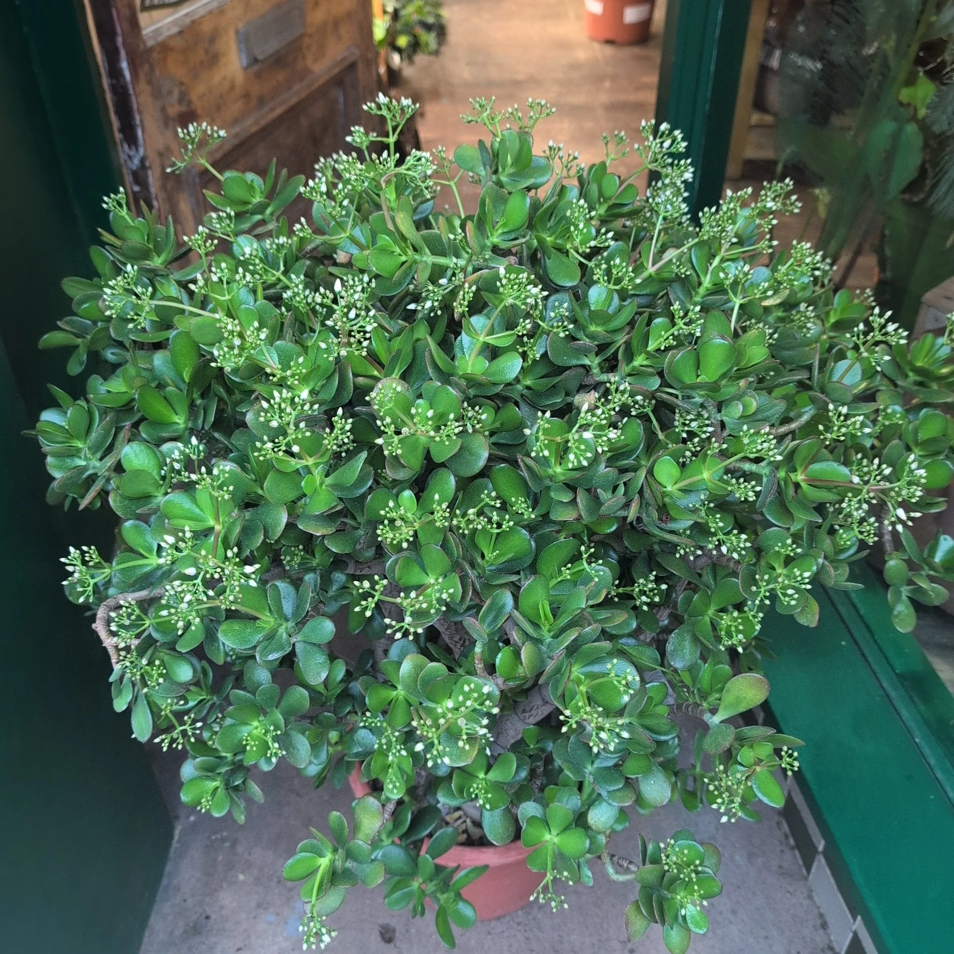 Crassula ovata (Jade plant/Succulent) - Image 2