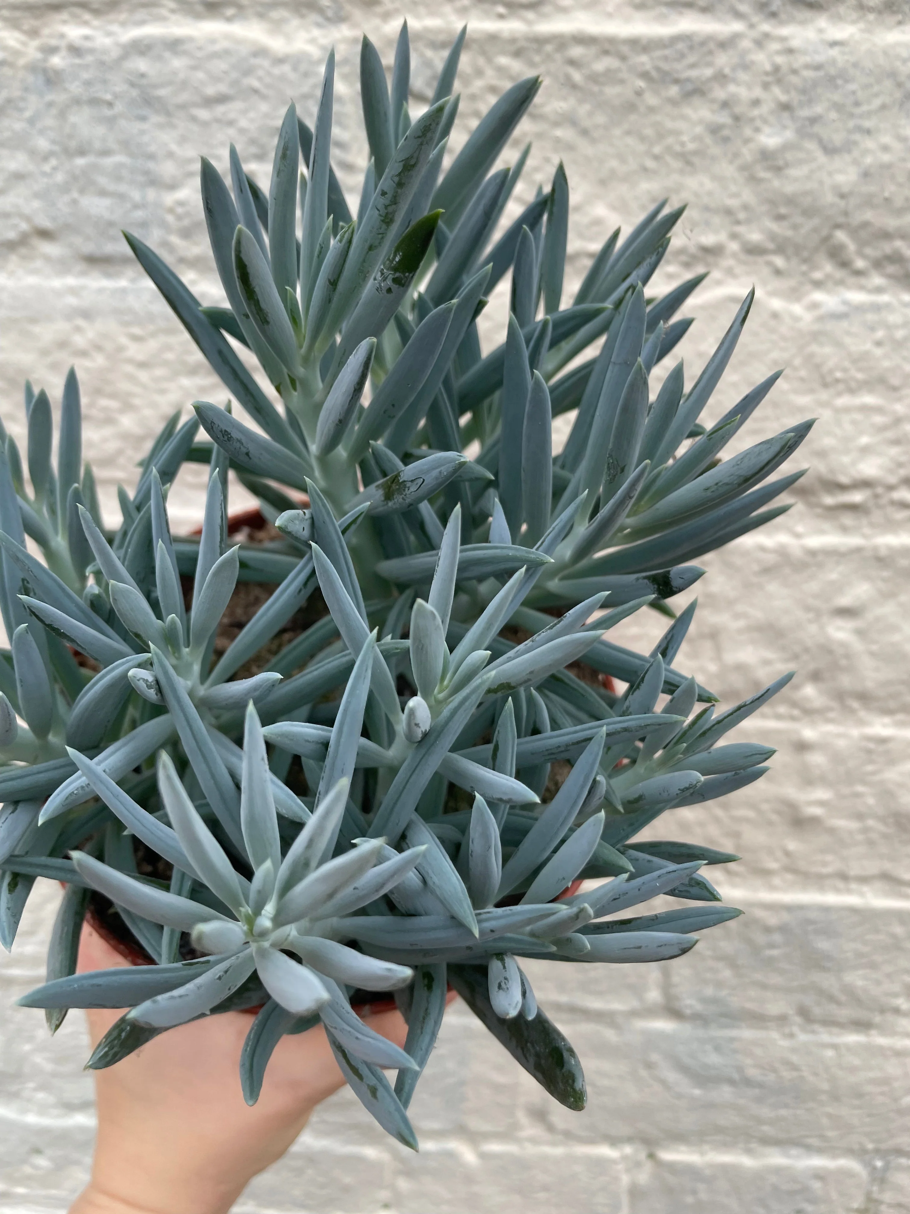 Curio ficoides ( Skyscraper Succulent) (Various Varieties) - Image 8